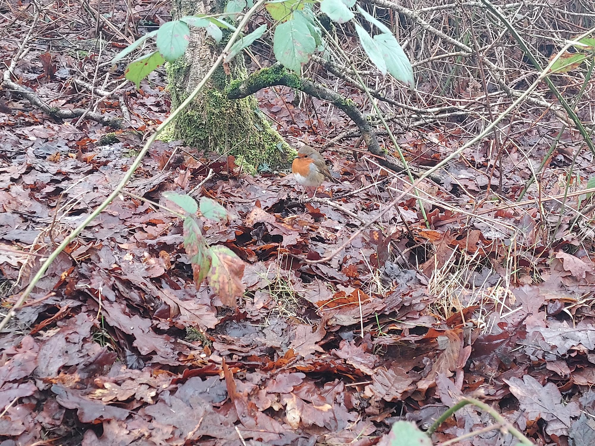 robin amidst the winter leaf mulch