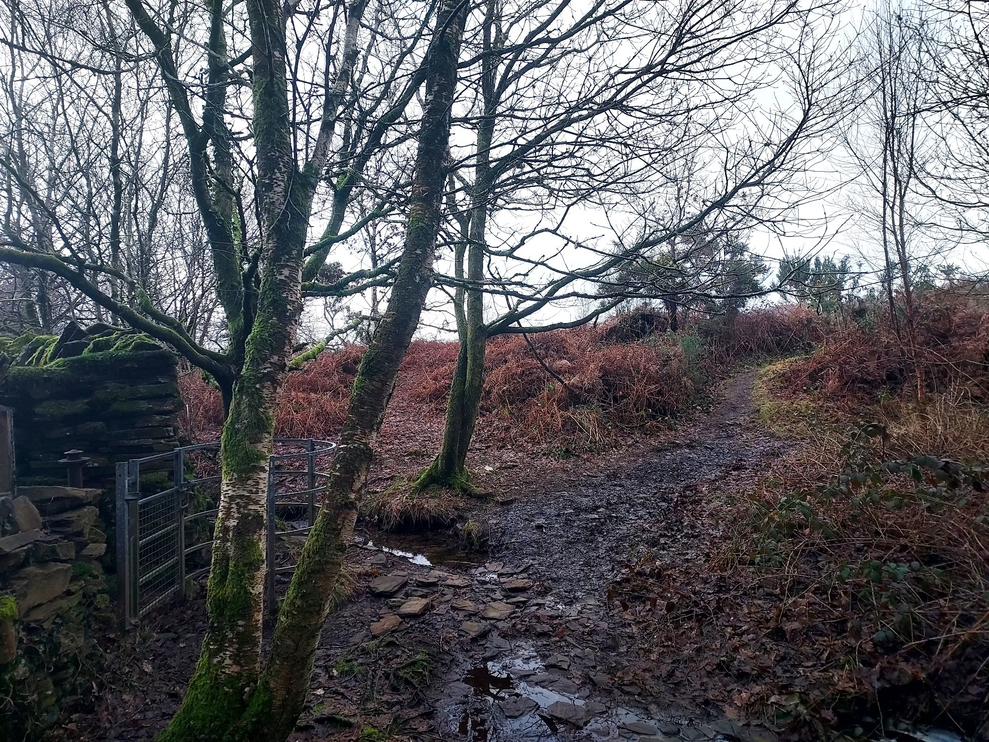 Junction of a winter pathway with stream, kissing gate and bare trees