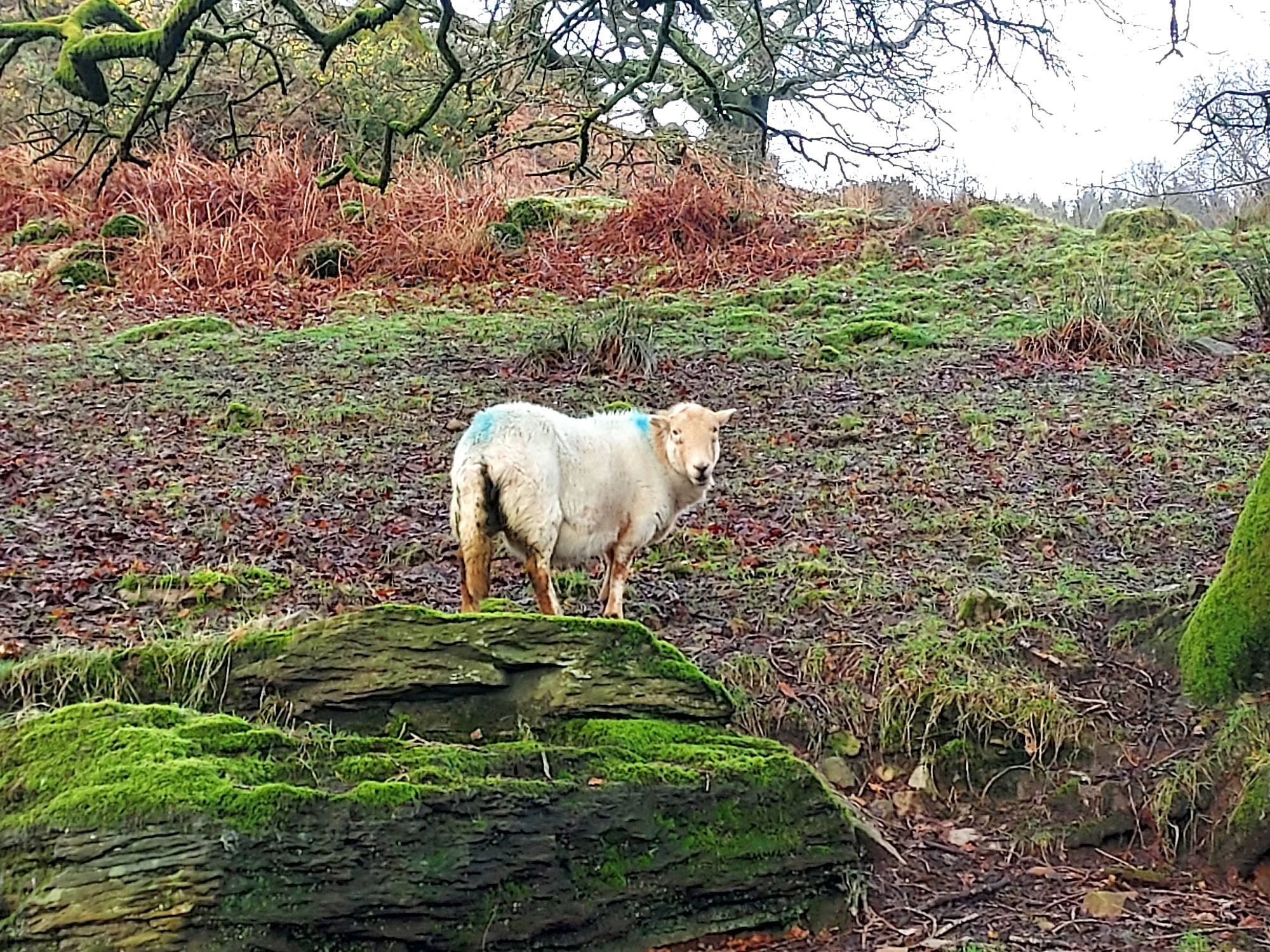 Sheep standing on a mossy rock in a winter landscape