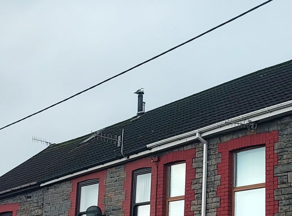 Gull perched atop a chimney 