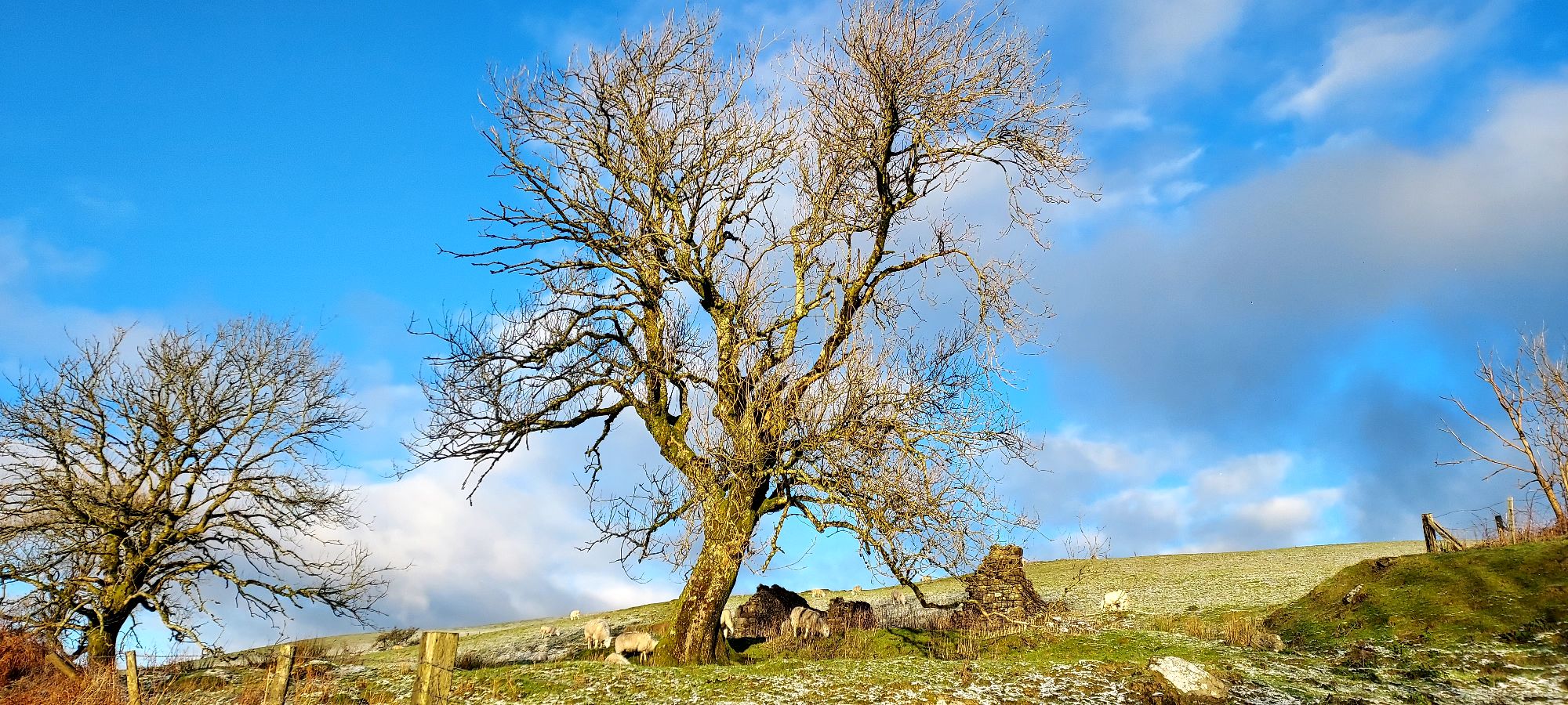 Bare winter tree on hilltop with snow dusting on ground and blue skies beyond