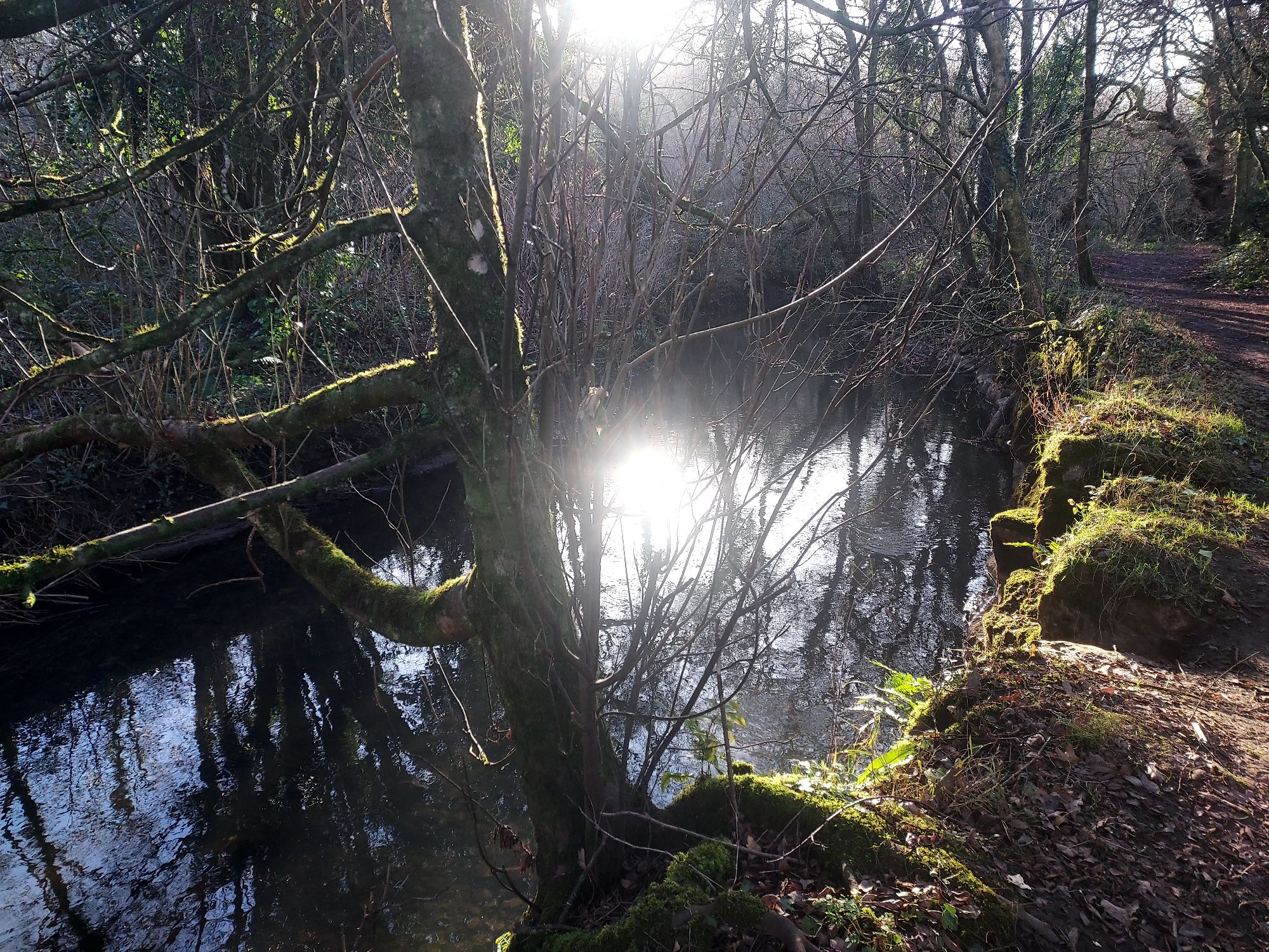 Winter sunlight reflecting on river with bare trees and mossy stone bank