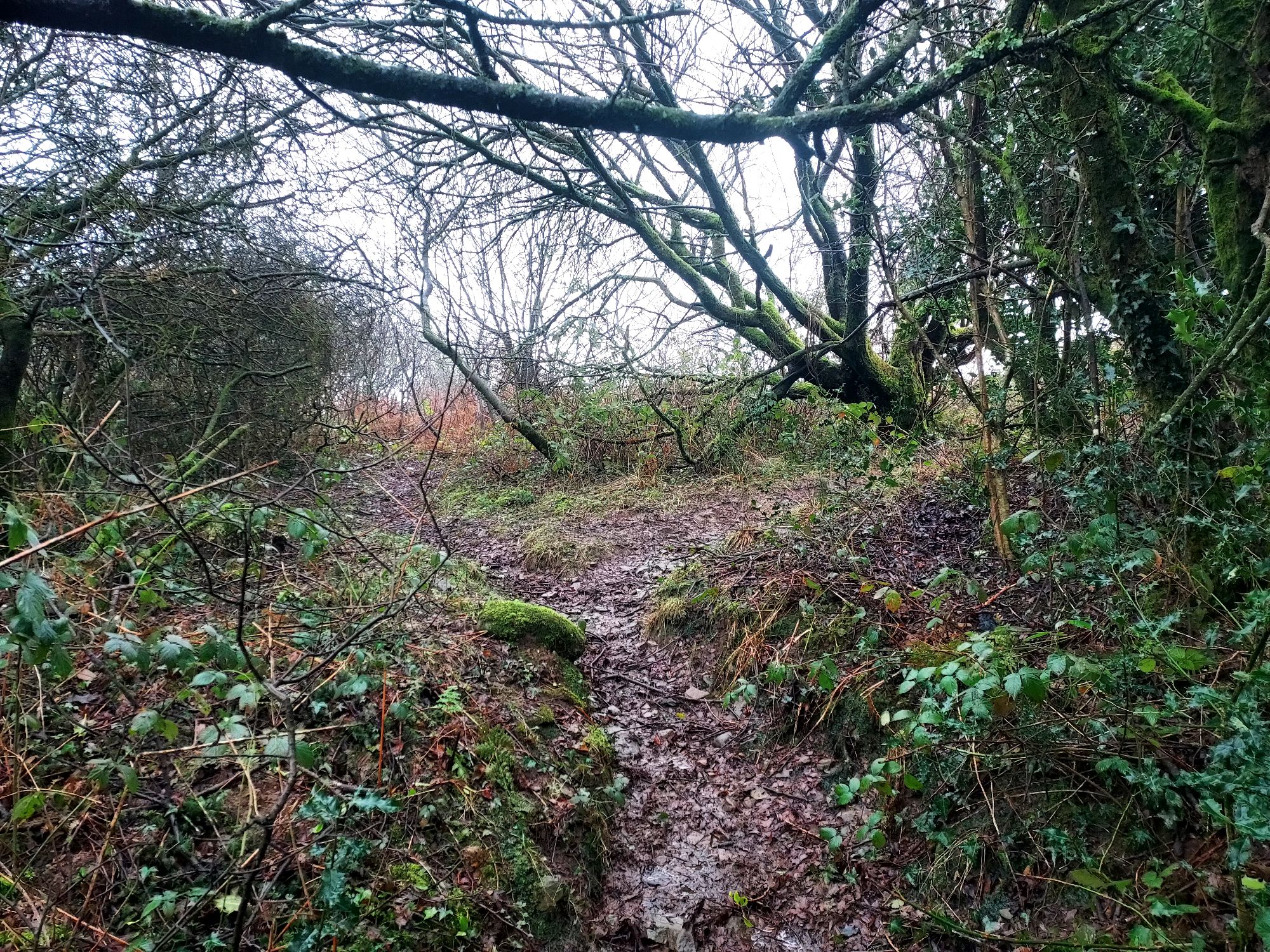 Pathway through bare winter trees
