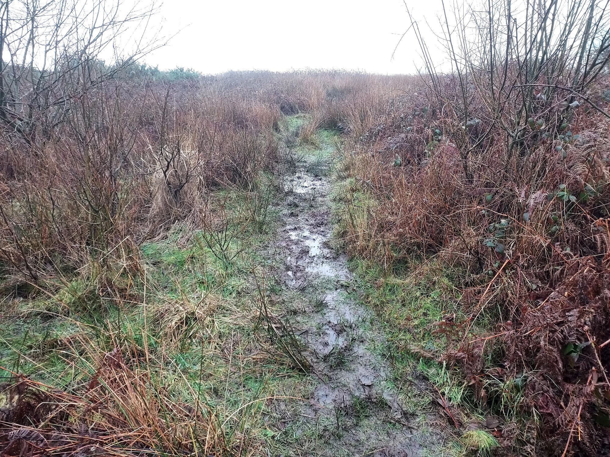 Muddy path through winter bracken