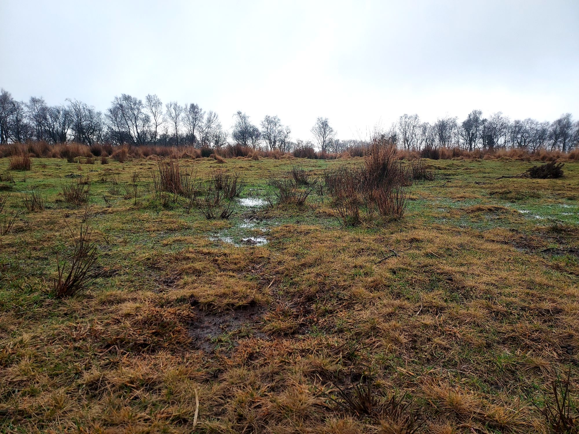 Moorland mountain landscape with tussocks of grass and puddles of water