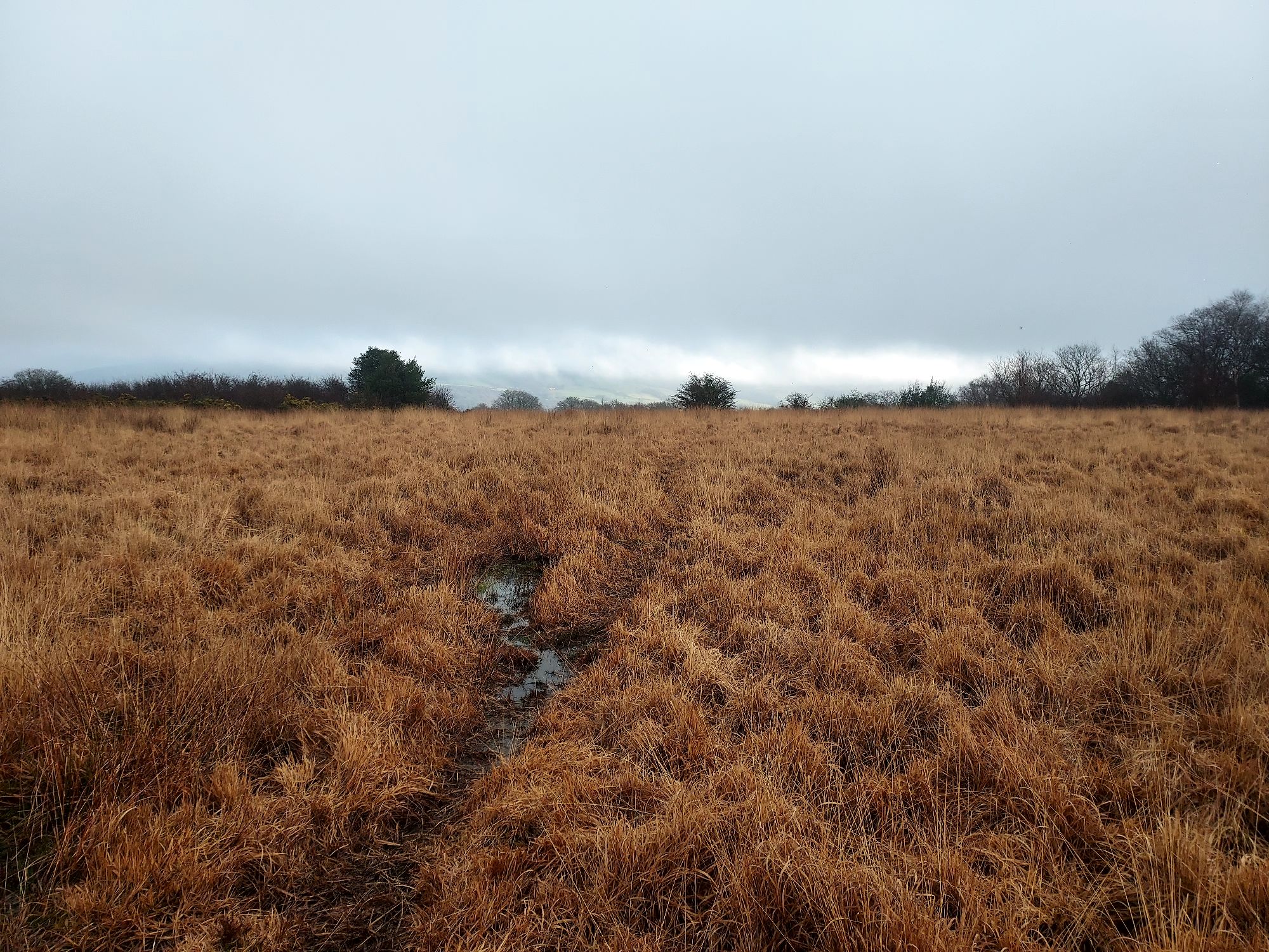 Winter open moorland landscape with muddy pathway through tussocks of grass