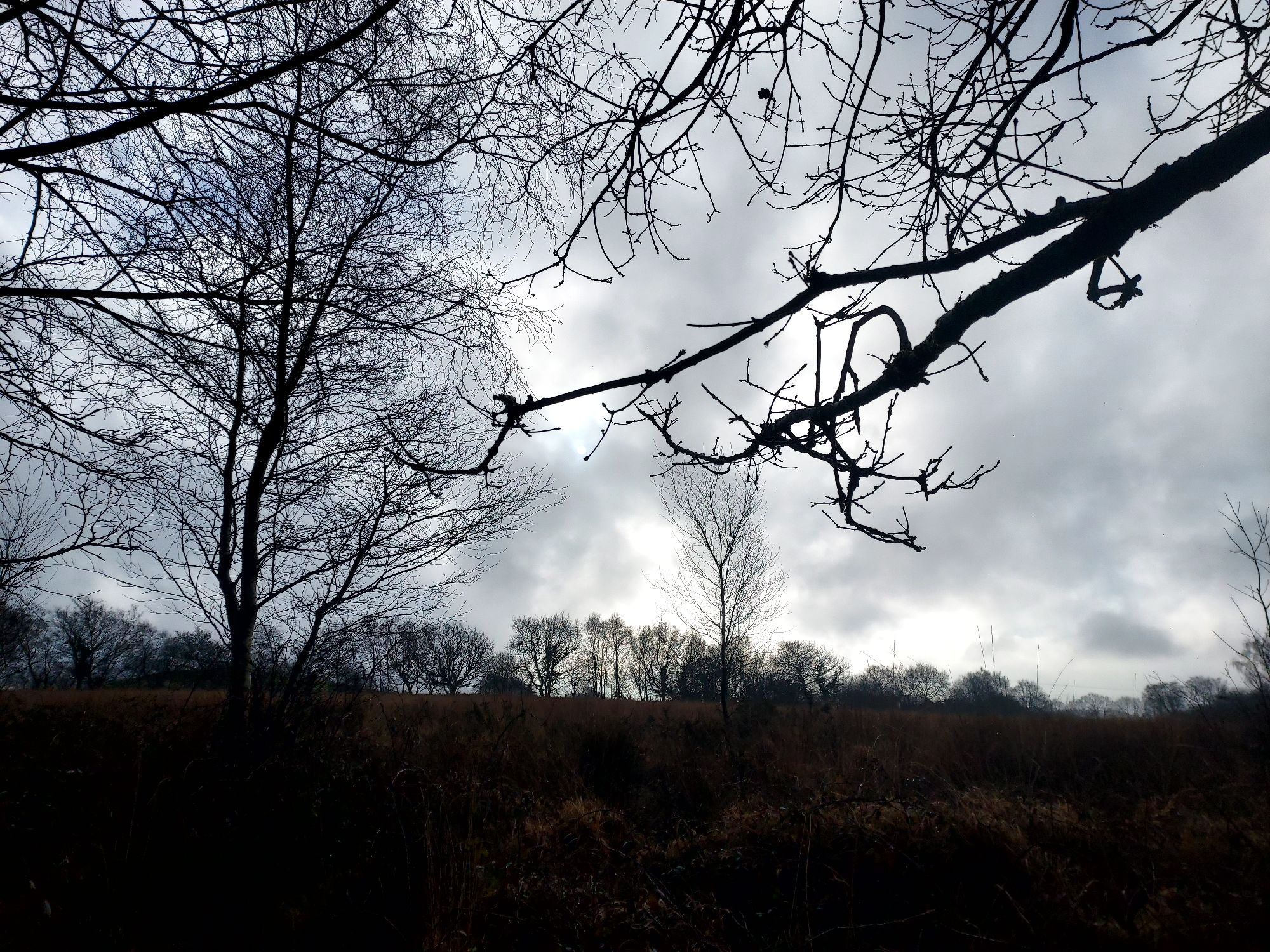 Branches silhouetted against a moody winter sky with moorland landscape beyond