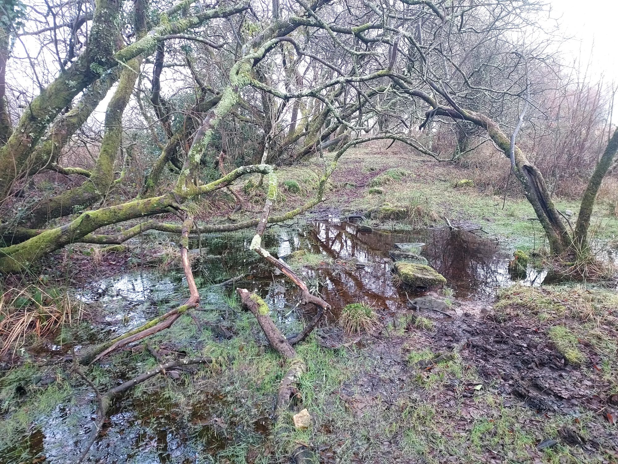 Arching tangled winter trees over pathway with pools of water