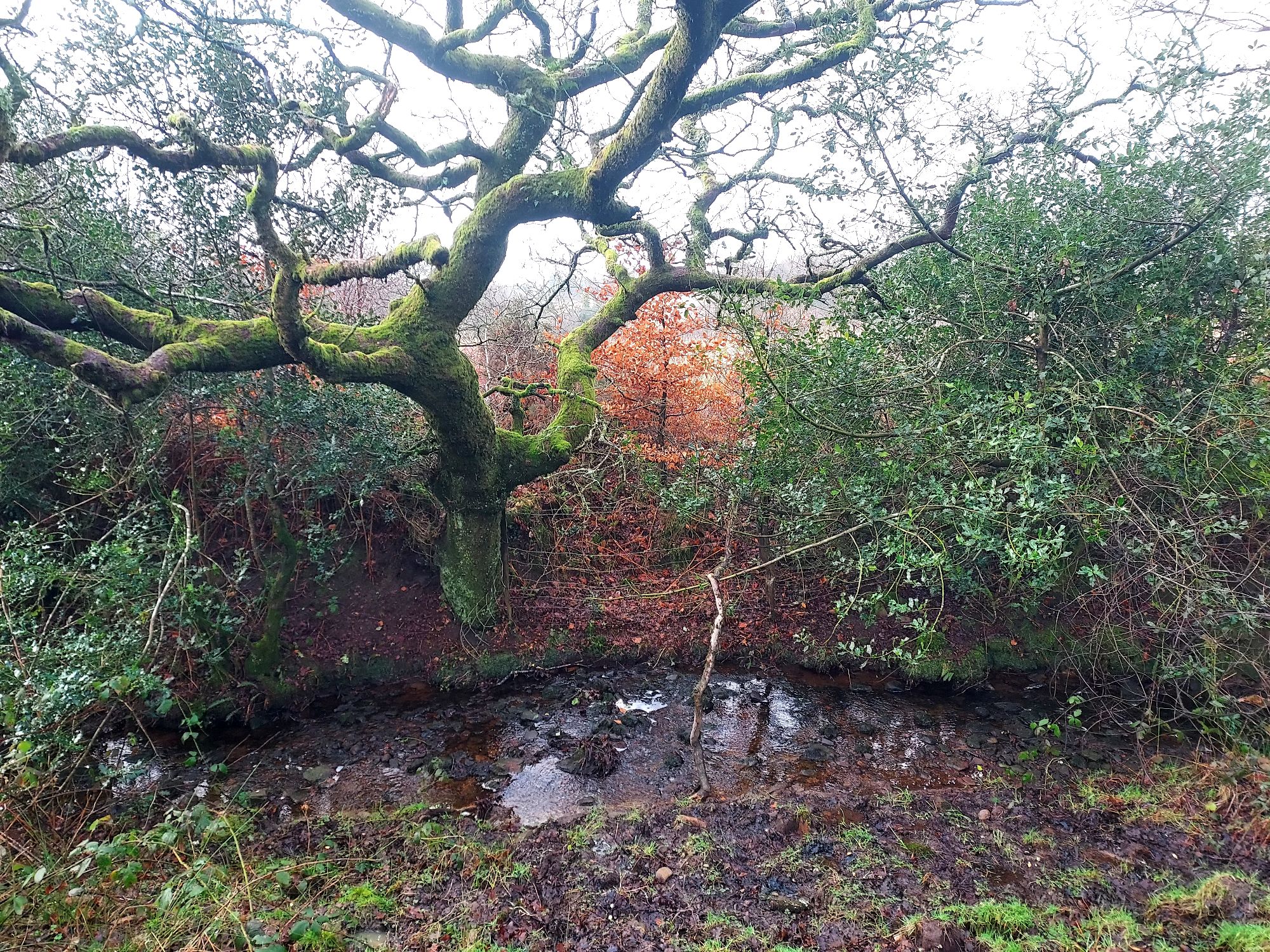 Small stream running through winter landscape