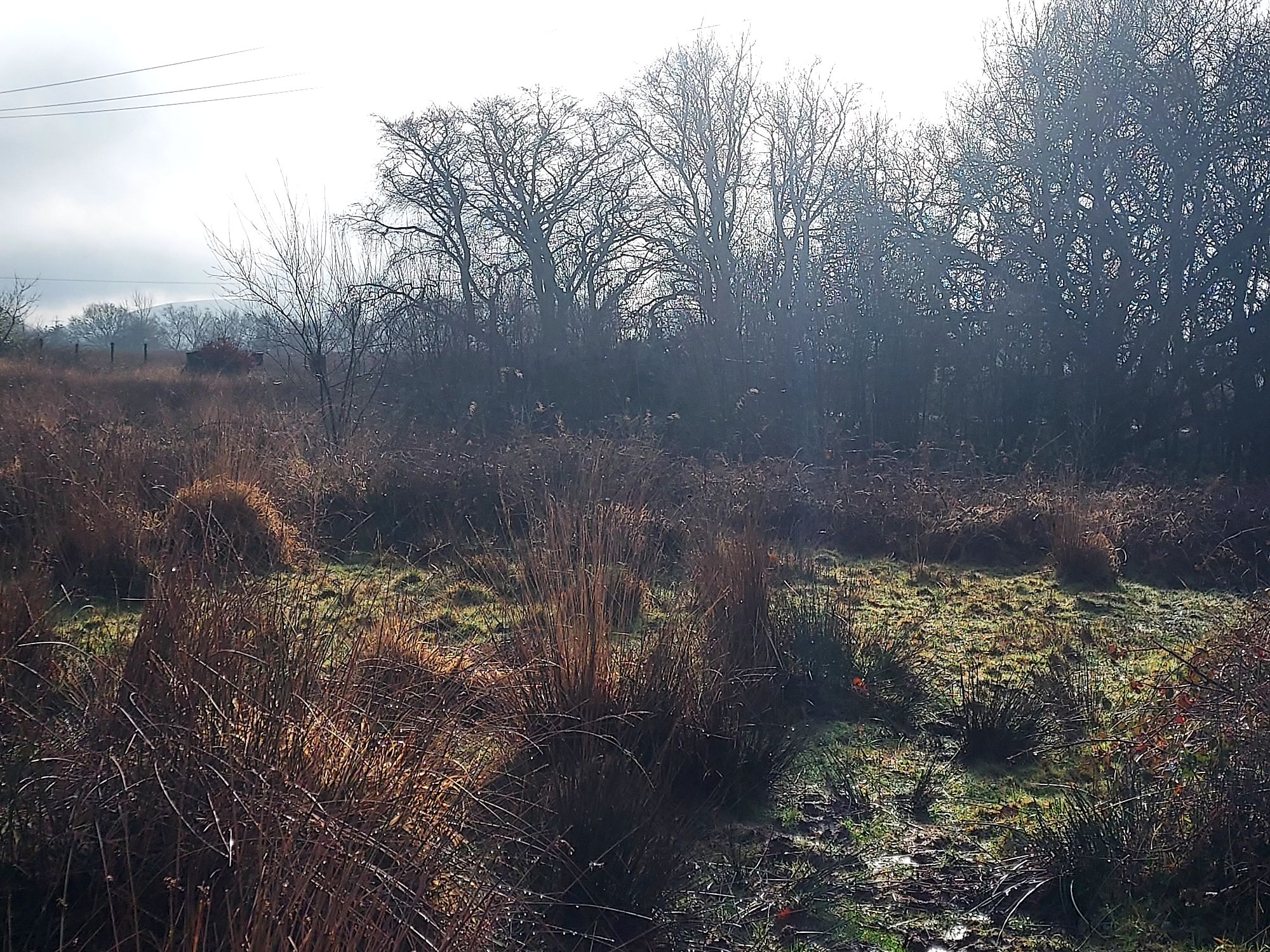 Sun on a moorland landscape with winter trees beyond