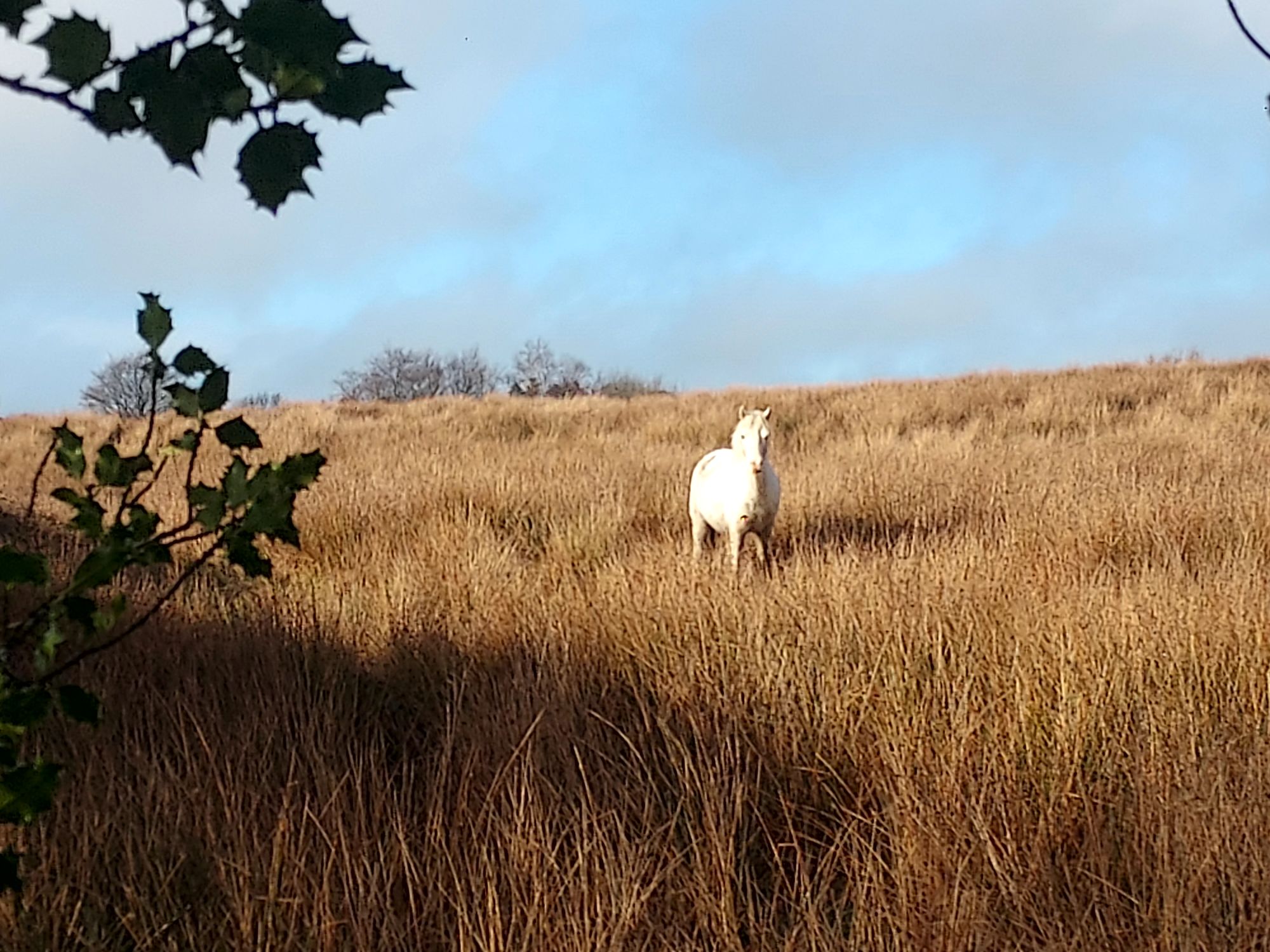 Horse in a sunlit mountain top field