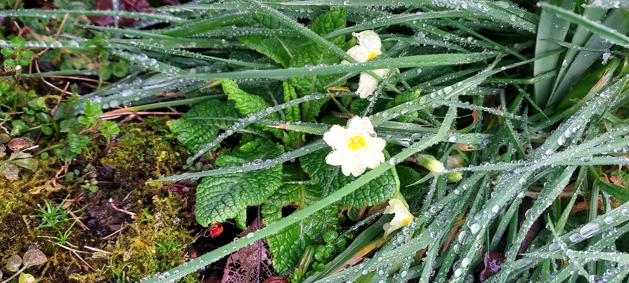Early primroses in rainy winter grass
