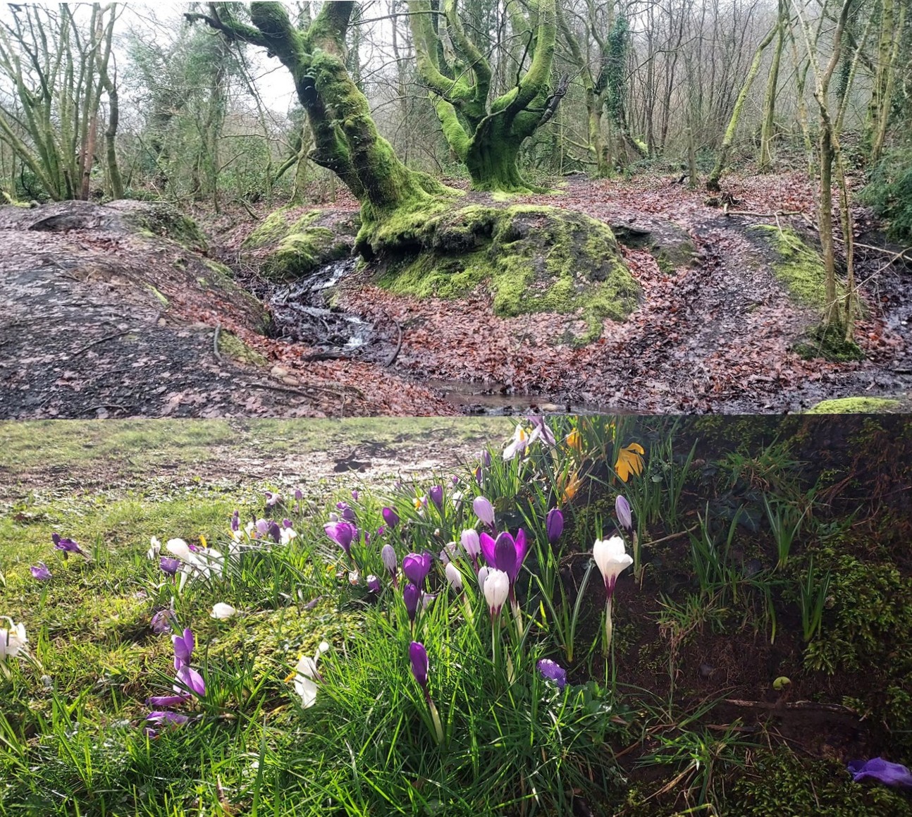 Love letter to the Winter Spring crossing…