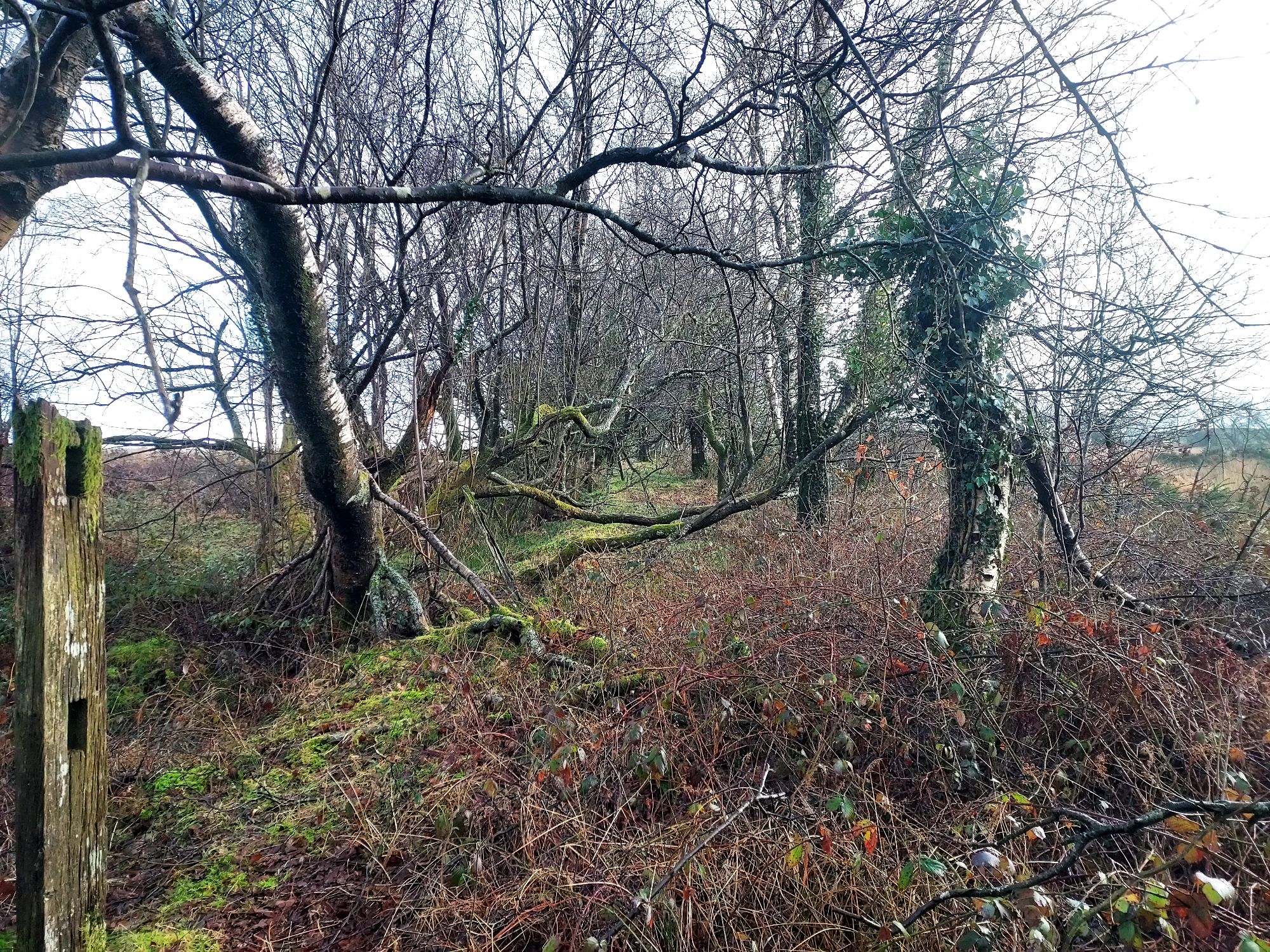 Narrow raised pathway through tangled tree branches