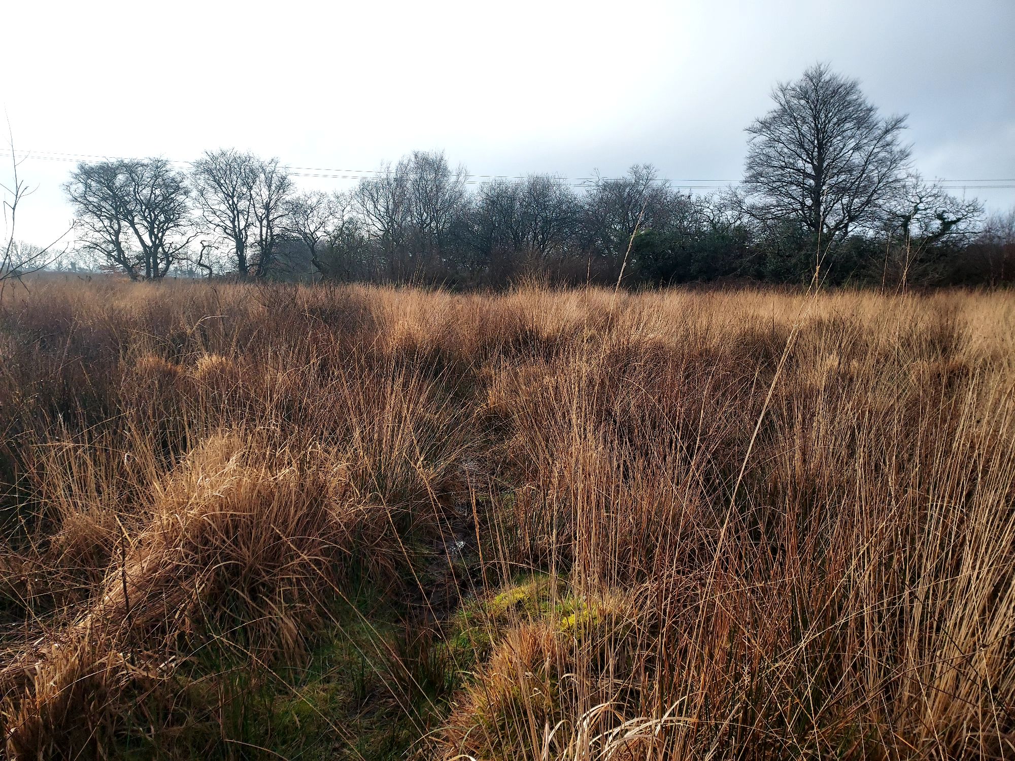Muddy track across open winter moorland