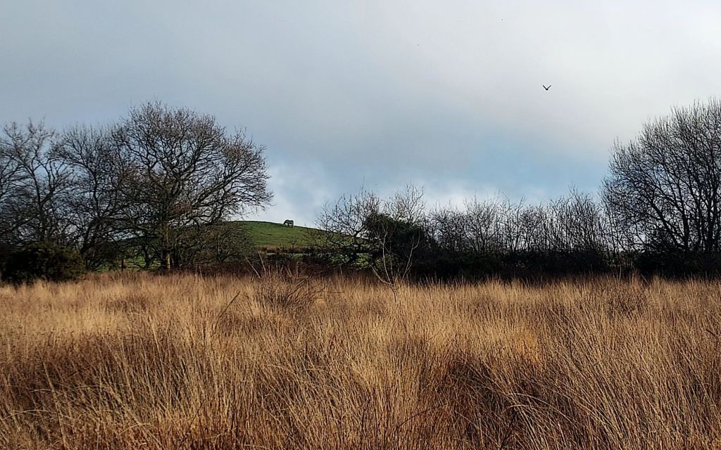 Moorland mountain landscape with a distant horse on hill and bird in the sky