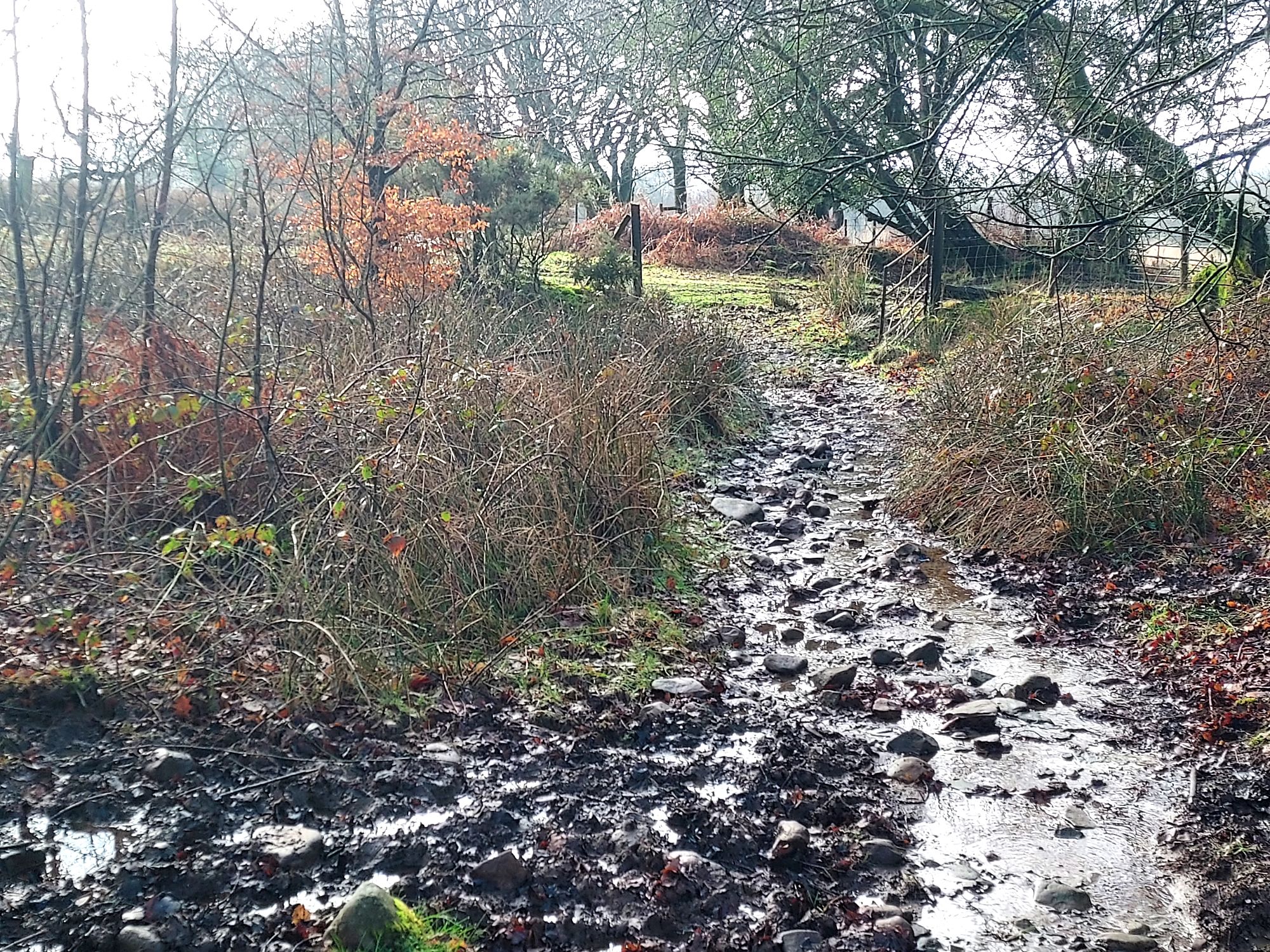 Muddy pathway leading to farm gate beyond