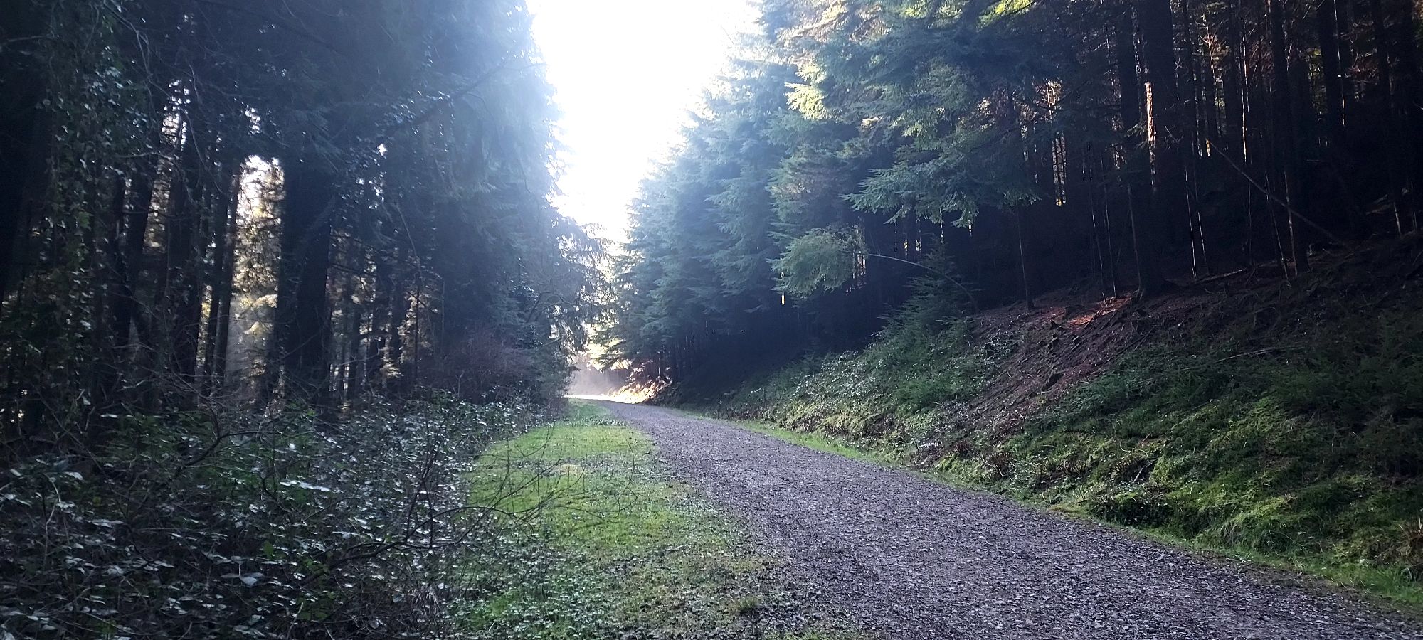 Forest path up a mountain with sunlight ahead