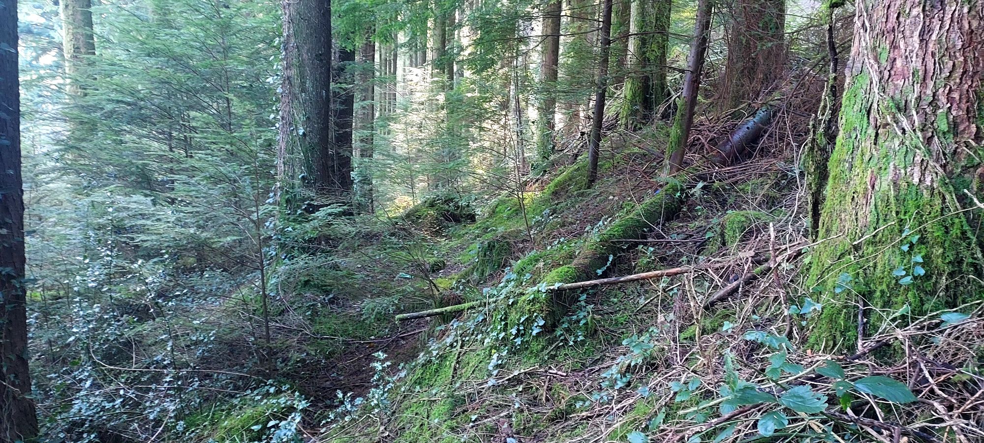 Beginnings of possible track on a steep forest slope