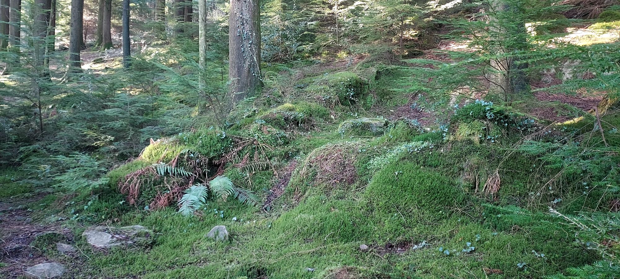 Mossy boulders and sunlight in deep woodland