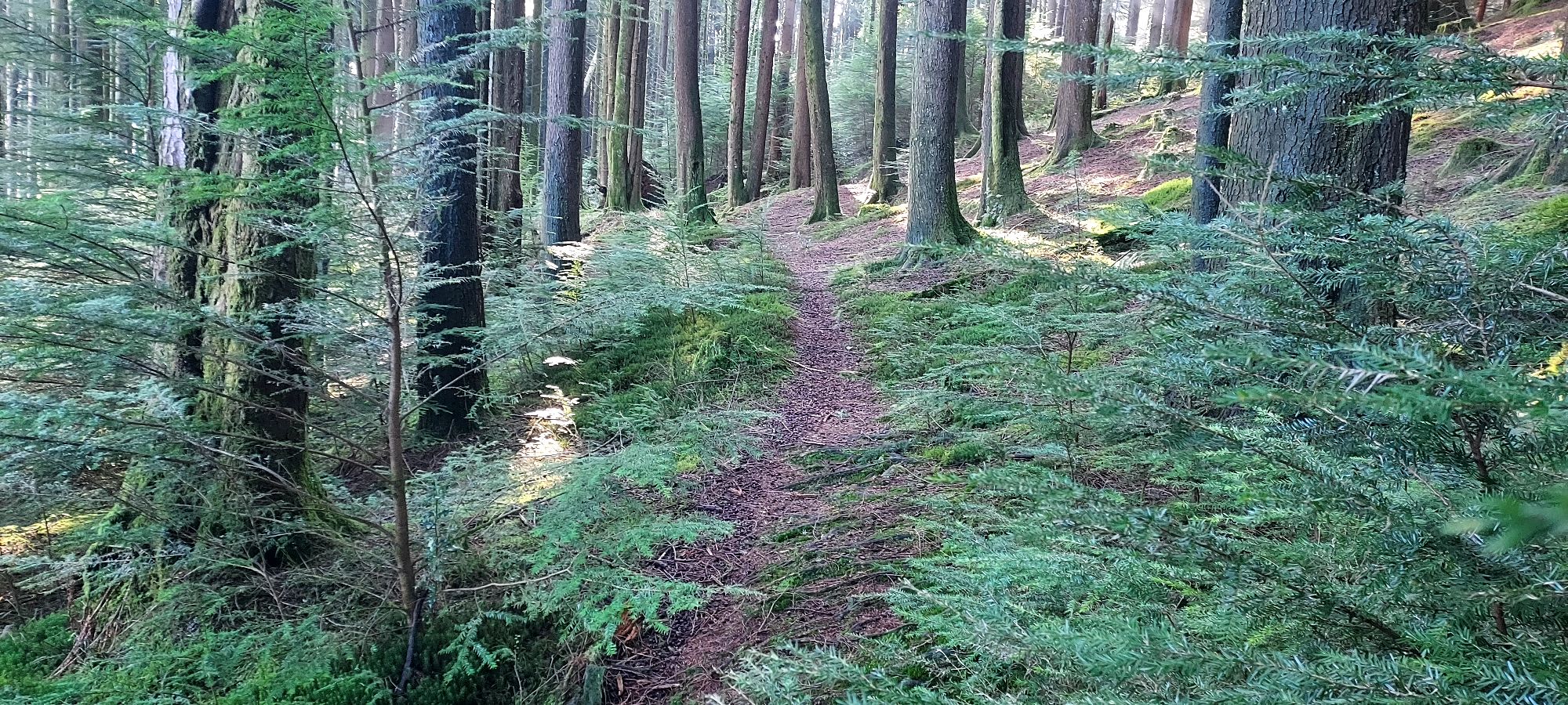 Deep woodland path with dappled sunlight through the canopy