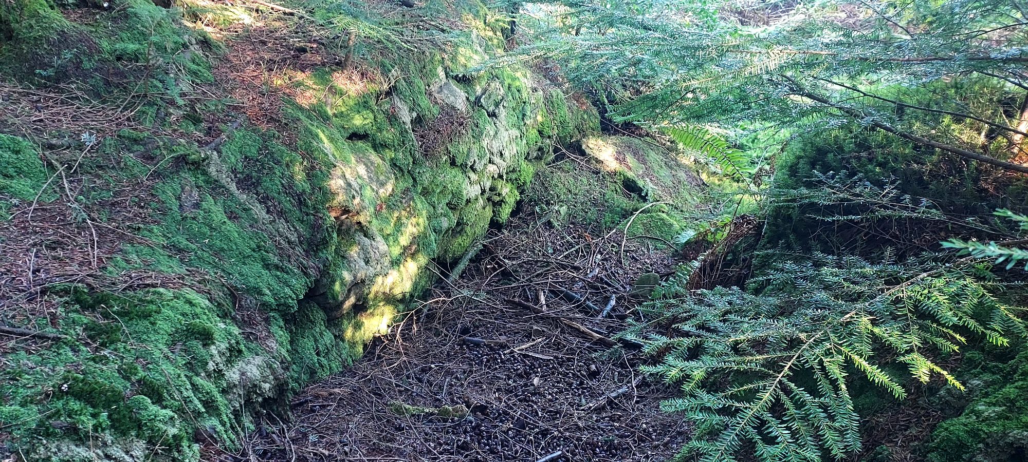 Sunlit mossy wall in the depths of a forest