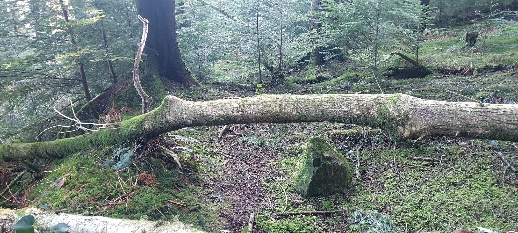 Path through the woodland with fallen trees across