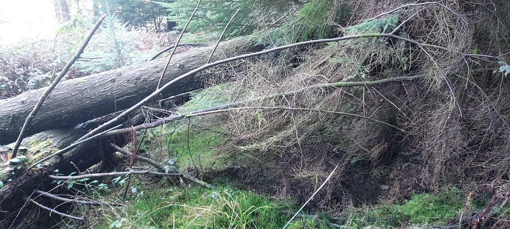 Large pine tree trunks blocking mountain pathway