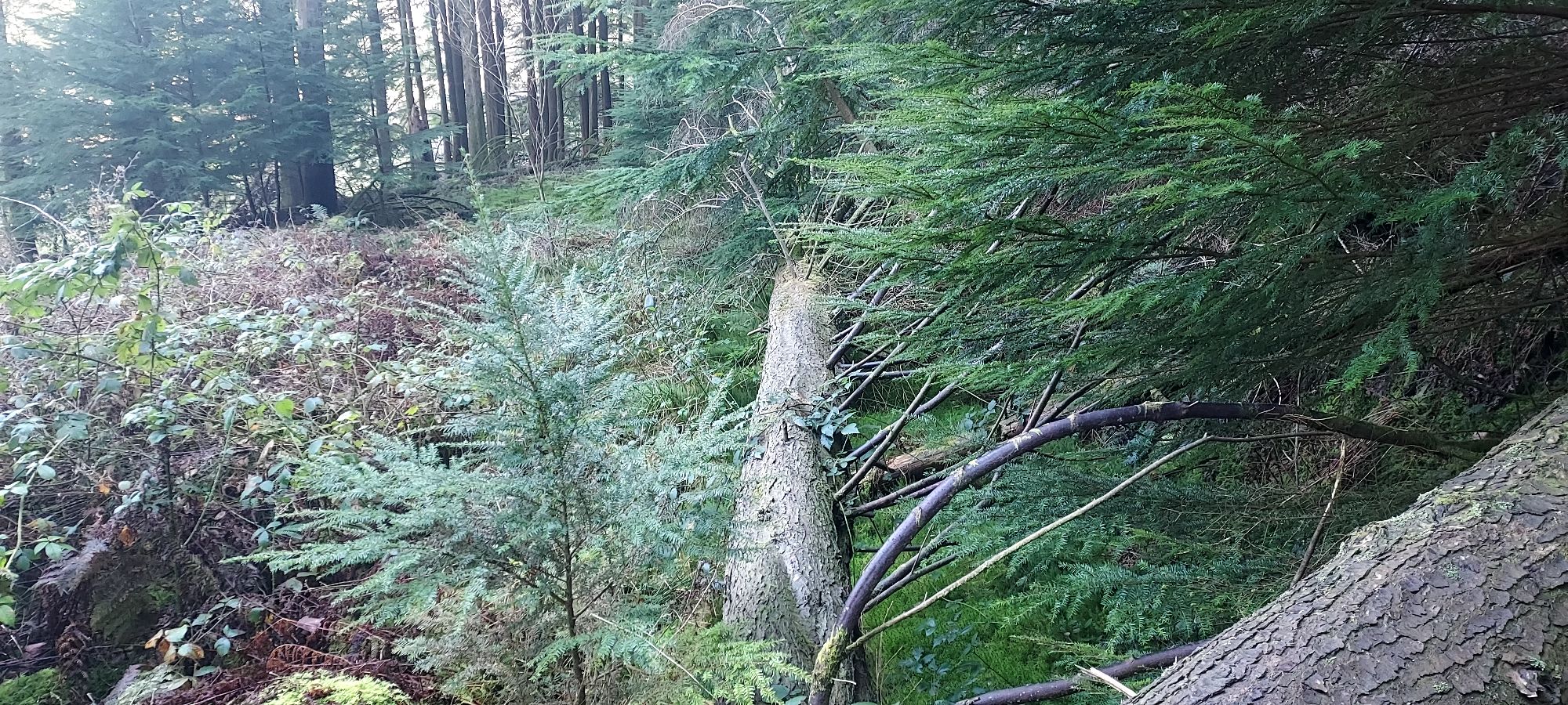 Large fallen evergreen tree trunk lying across woodland pathway