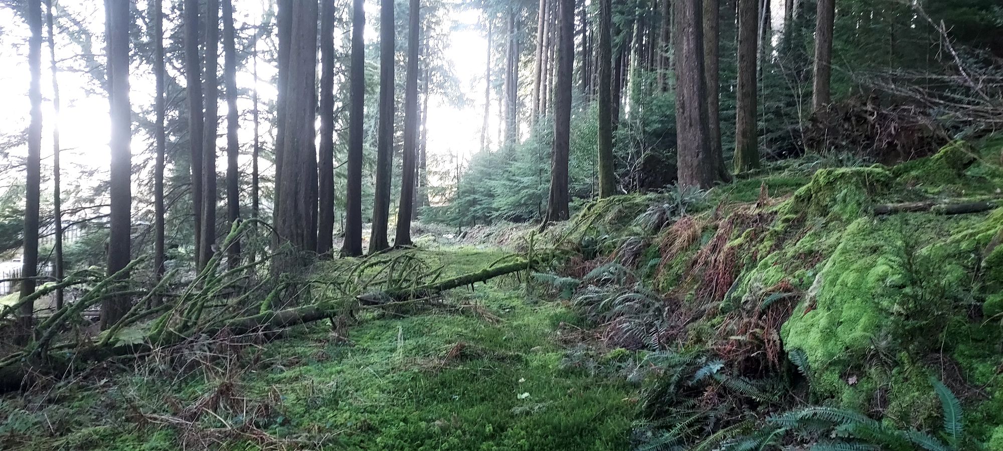 Pathway through evergreen forest with sunlight up ahead