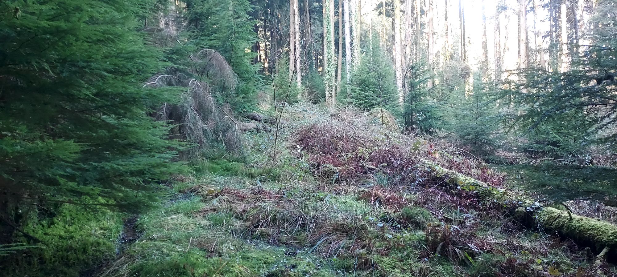 Overgrown pathway on the edge of thick evergreen forest