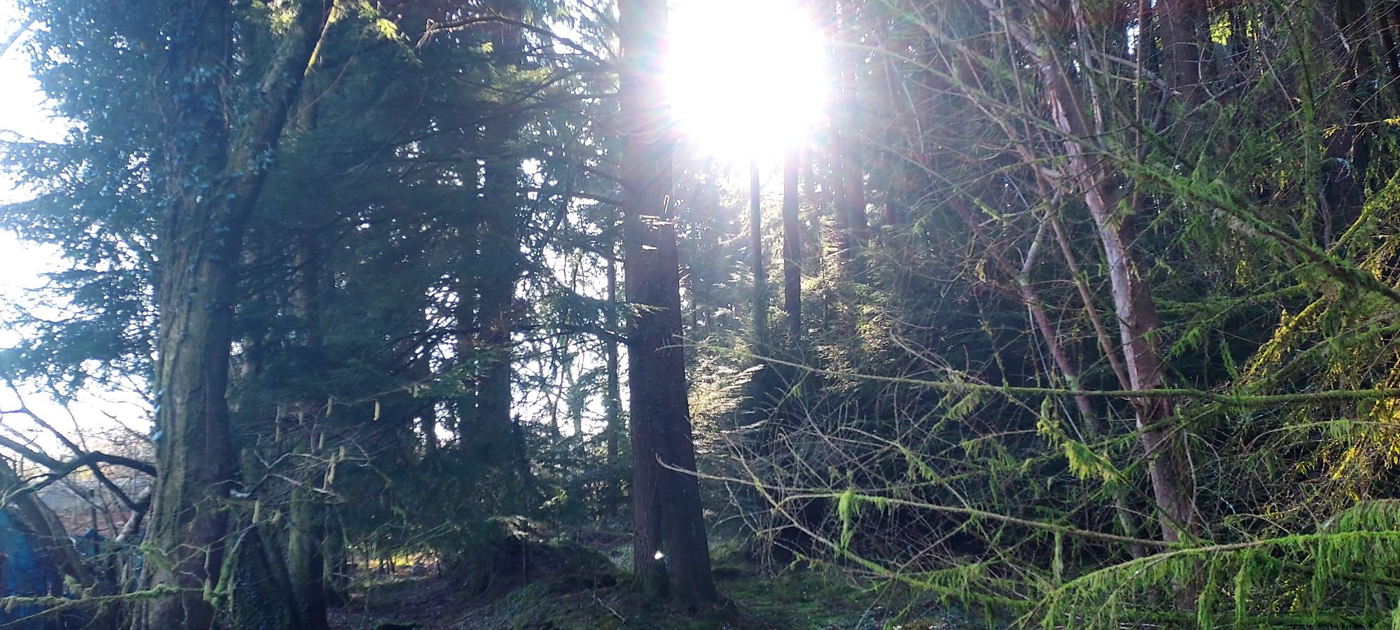 Sunlight through forest