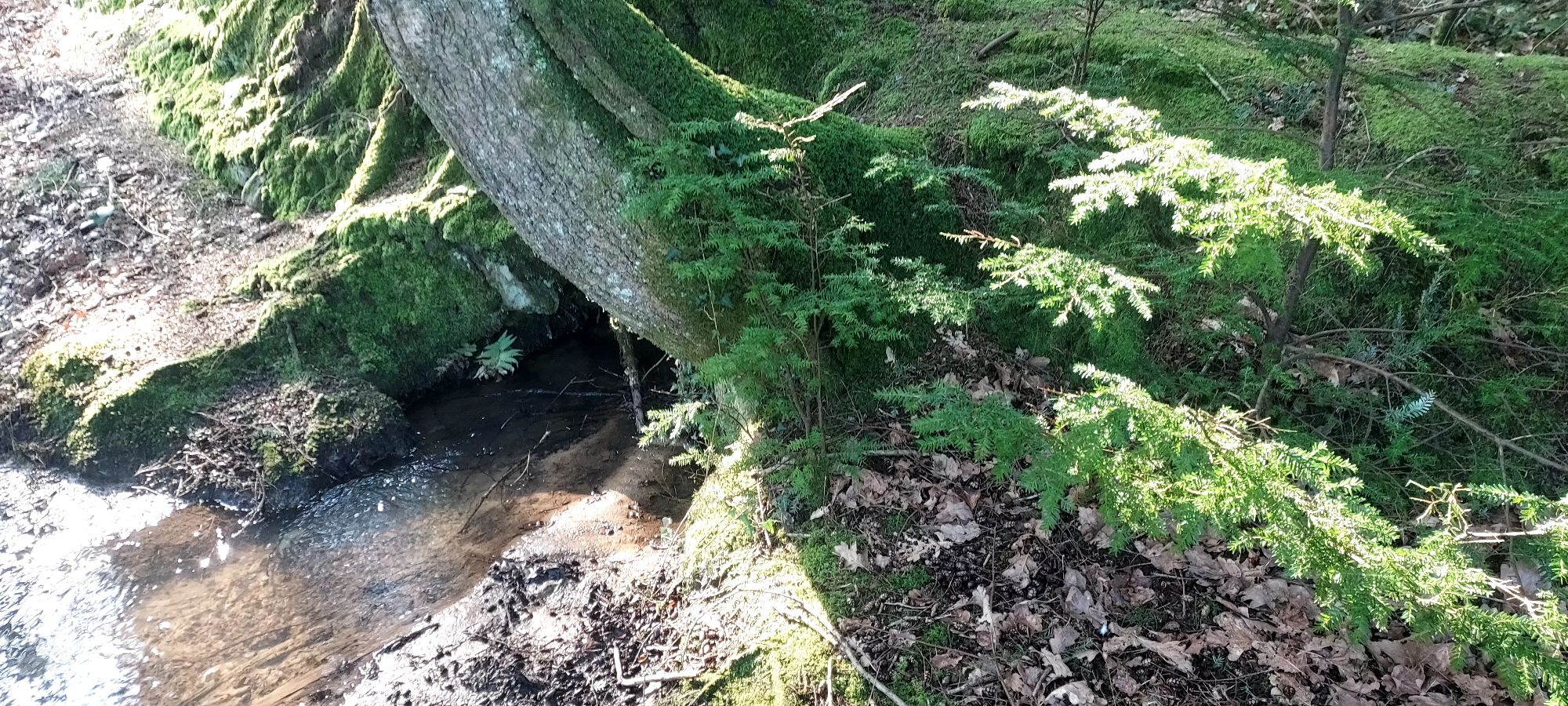 Sunlit pool next to tree roots