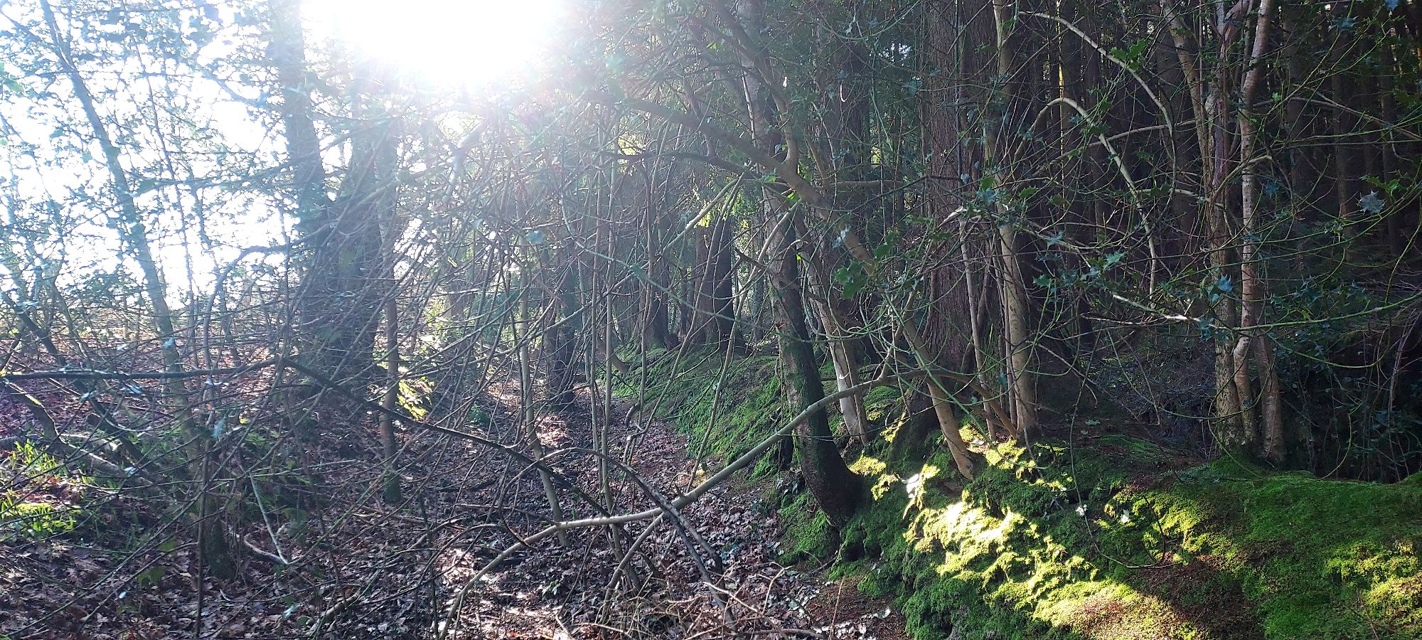 Overgrown pathway on the edge of a forest