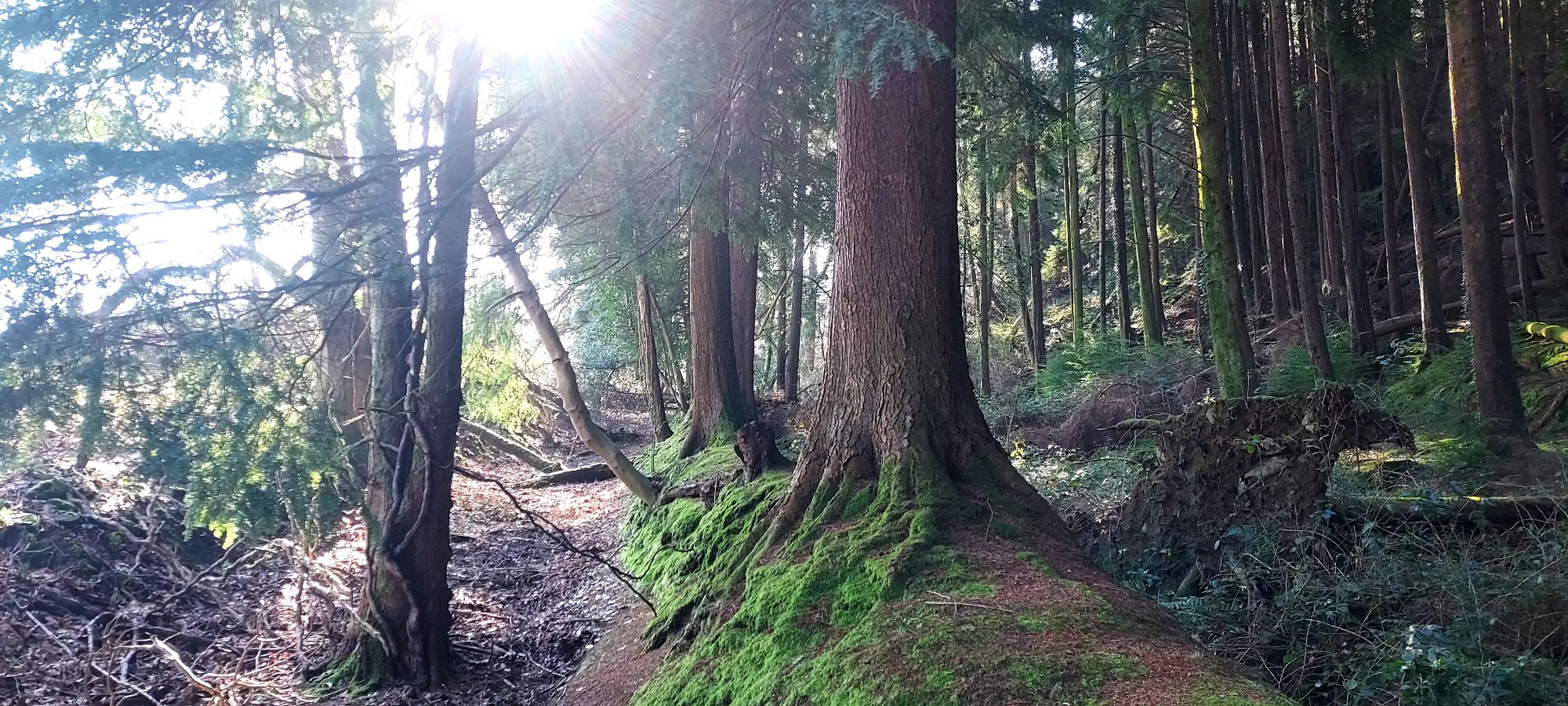 Walking Diaries*Spring*
Conquering the lost&nbsp;footpath…