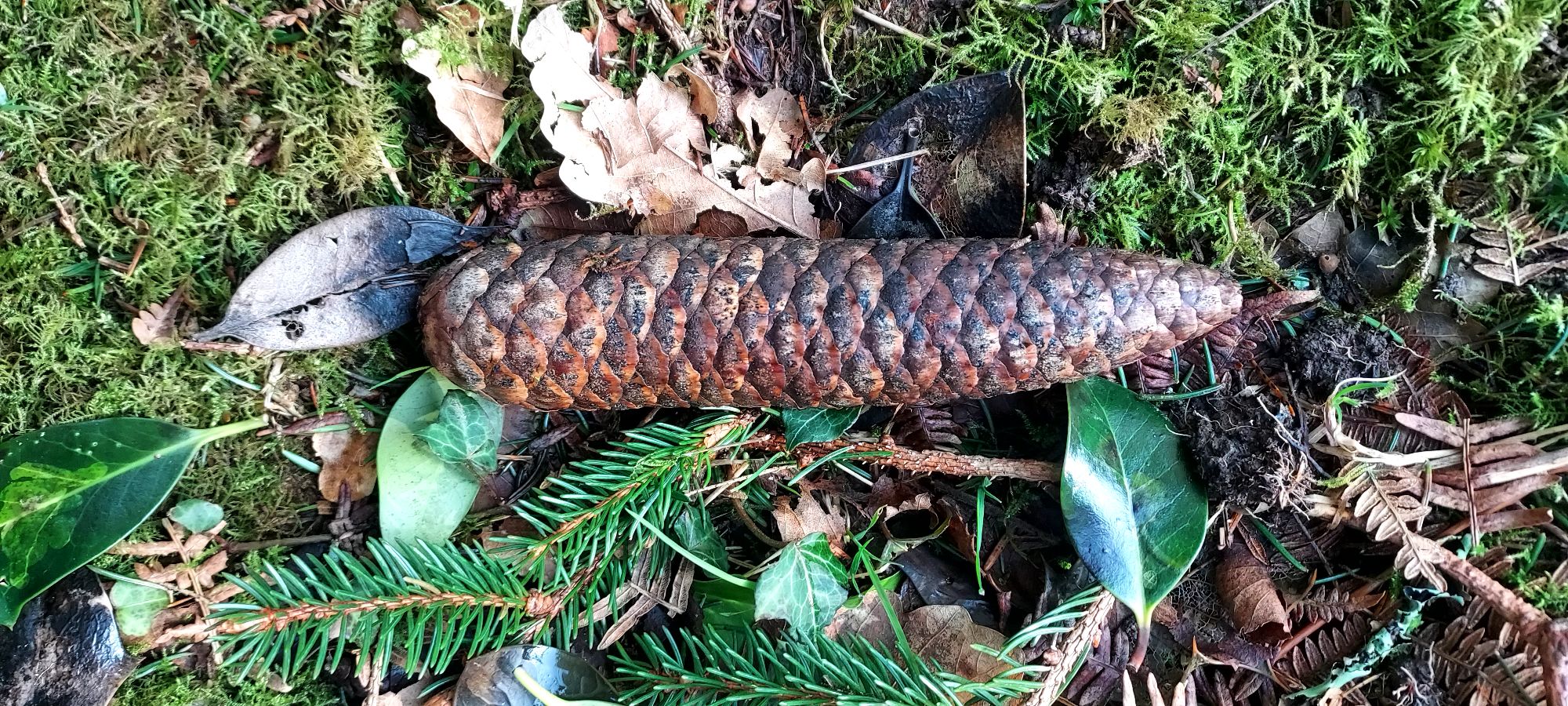 Large pine cone on the forest floor