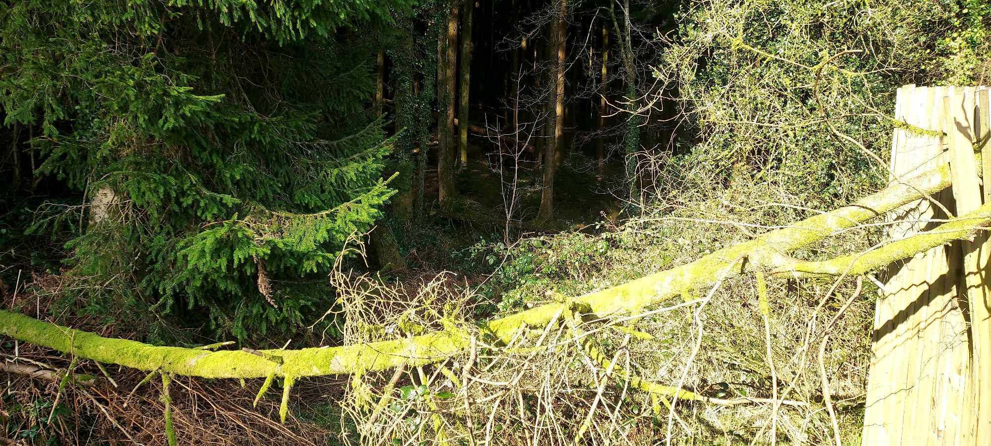 Pathway into overgrown and dense looking woodland