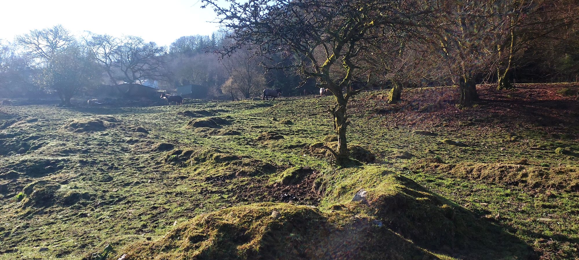 Sunlit spring field on mountains edge