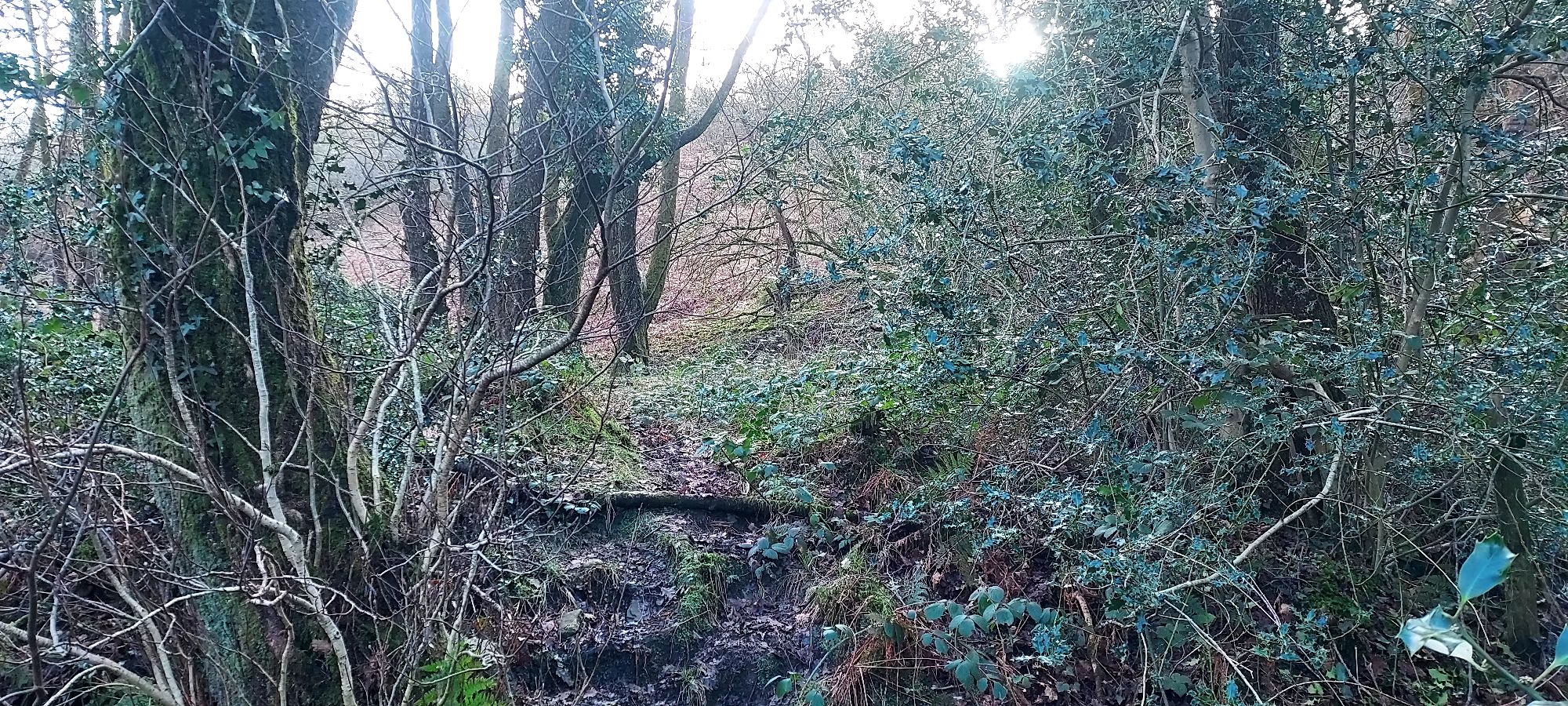 Overgrown muddy path into clearing in the woods