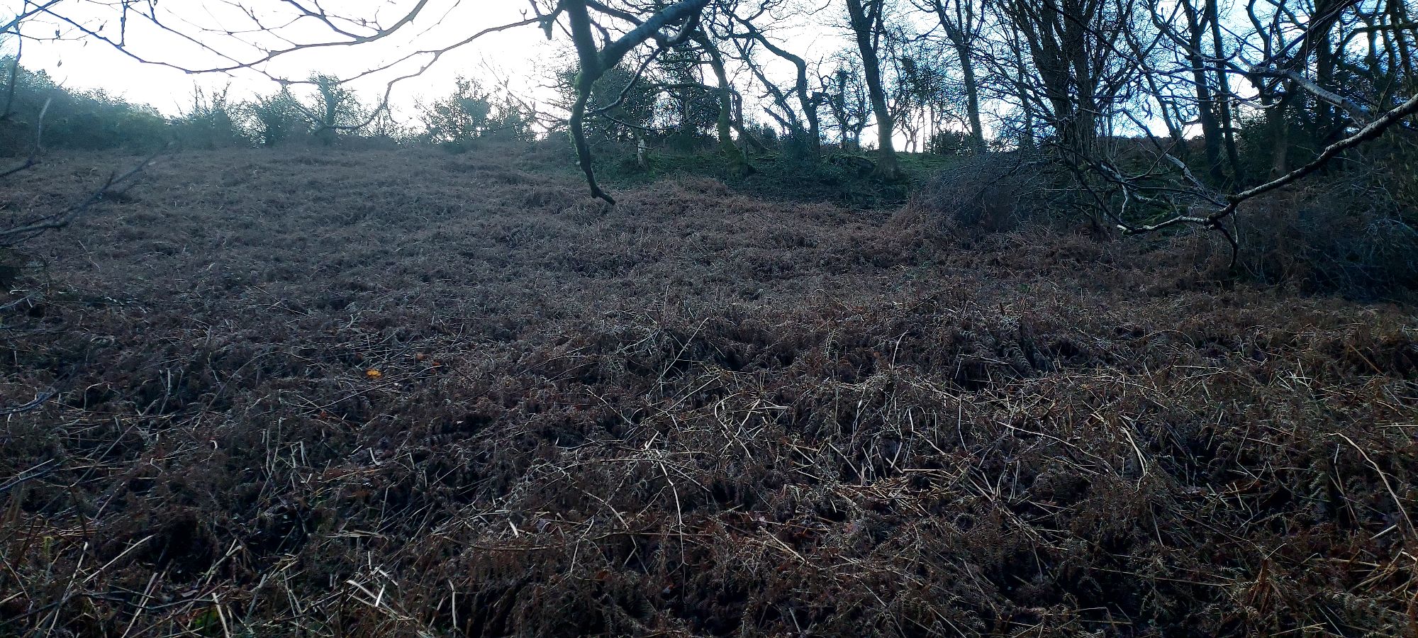 Steep slope of dry bracken up a hillside