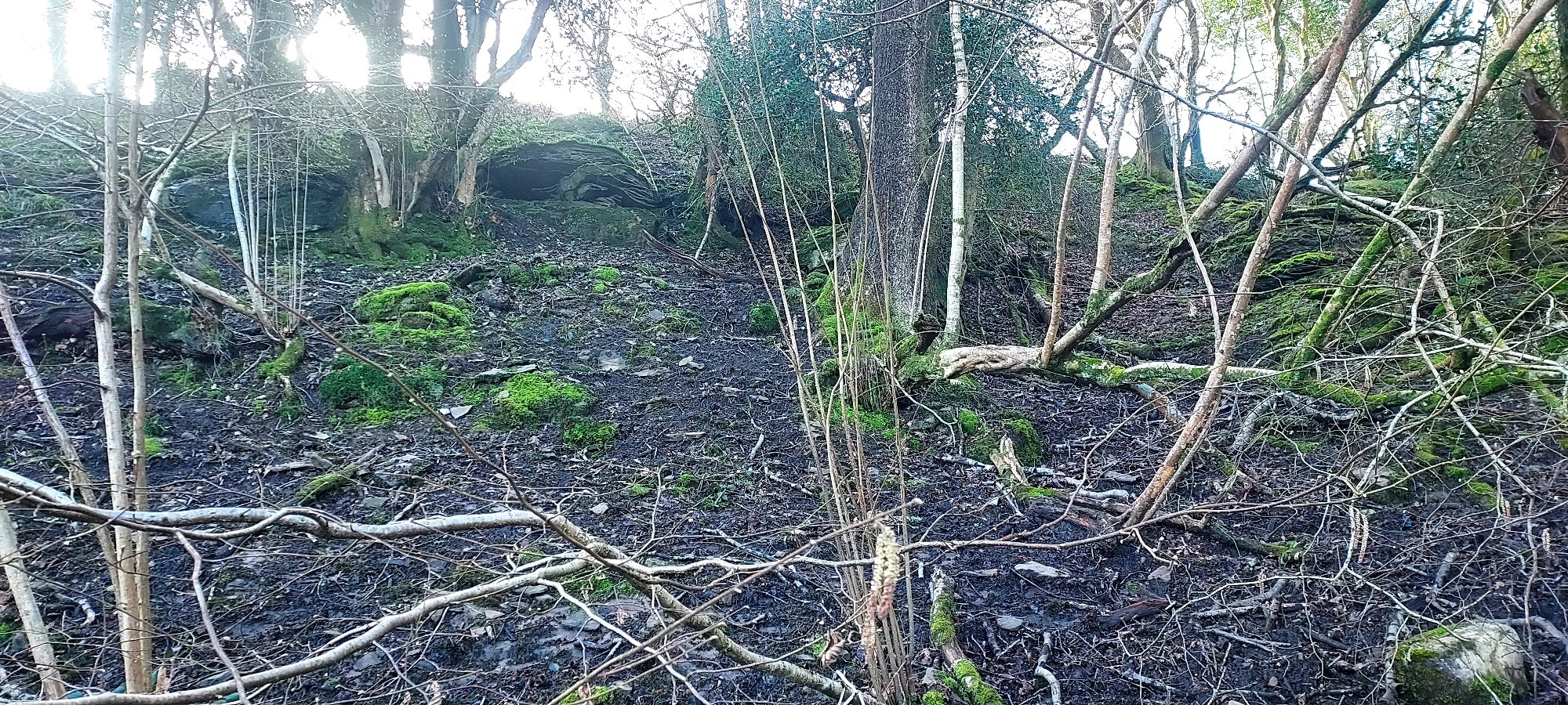 Steep muddy woodland bank with open horizon beyond