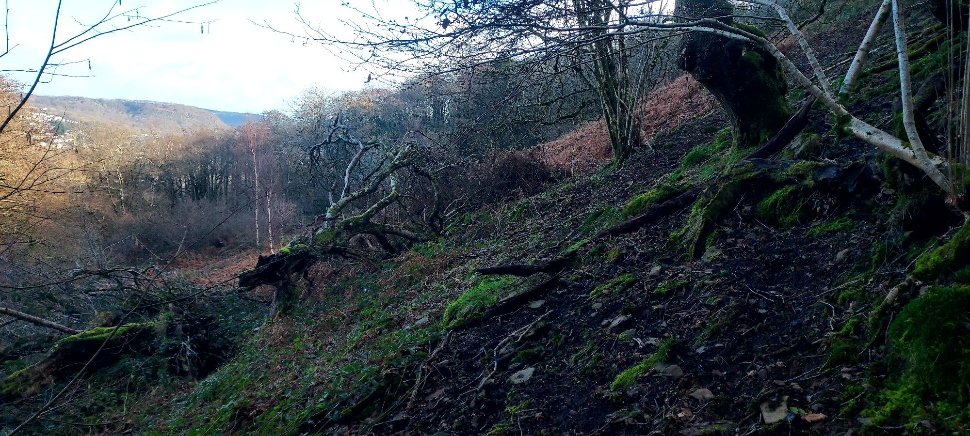 Muddy path on bank on edge of steep woodland