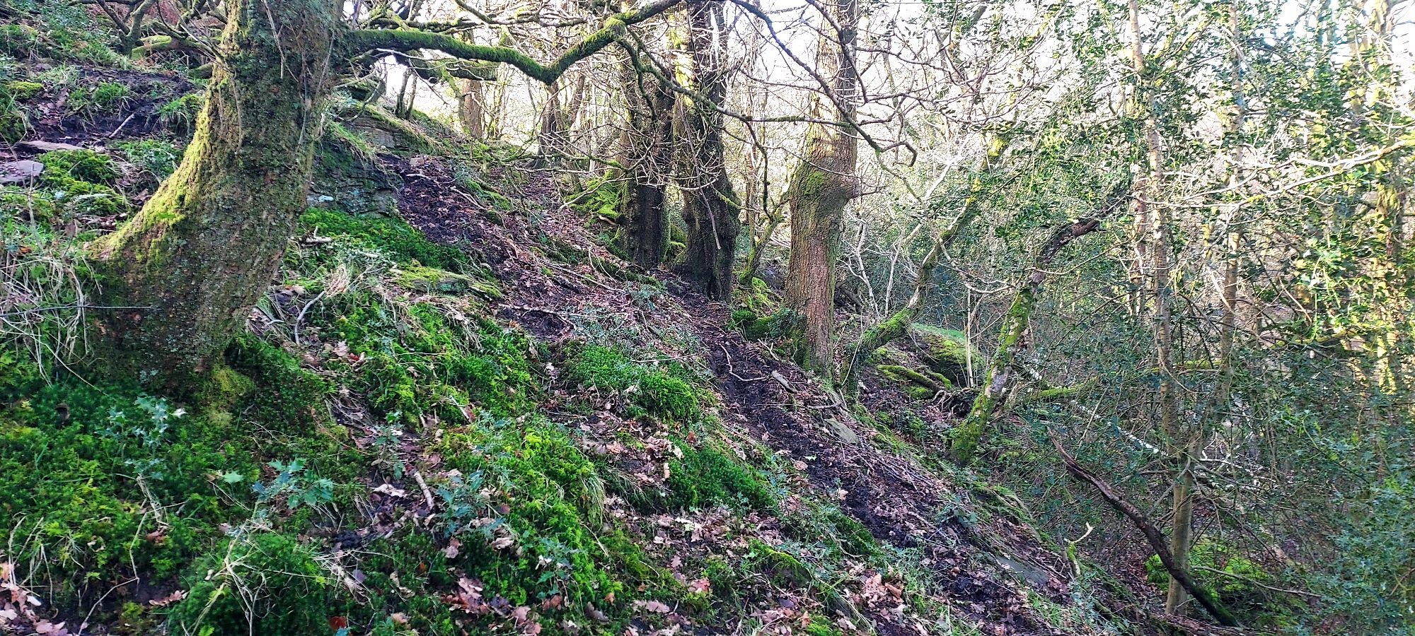 Walking Diaries*Spring*The Forgotten&nbsp;Woods