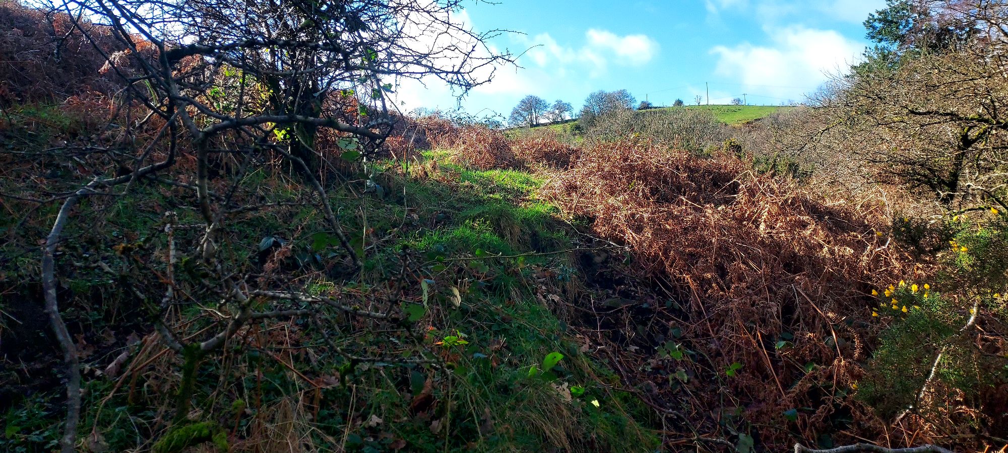 Pathways through dry bracken on a hillside