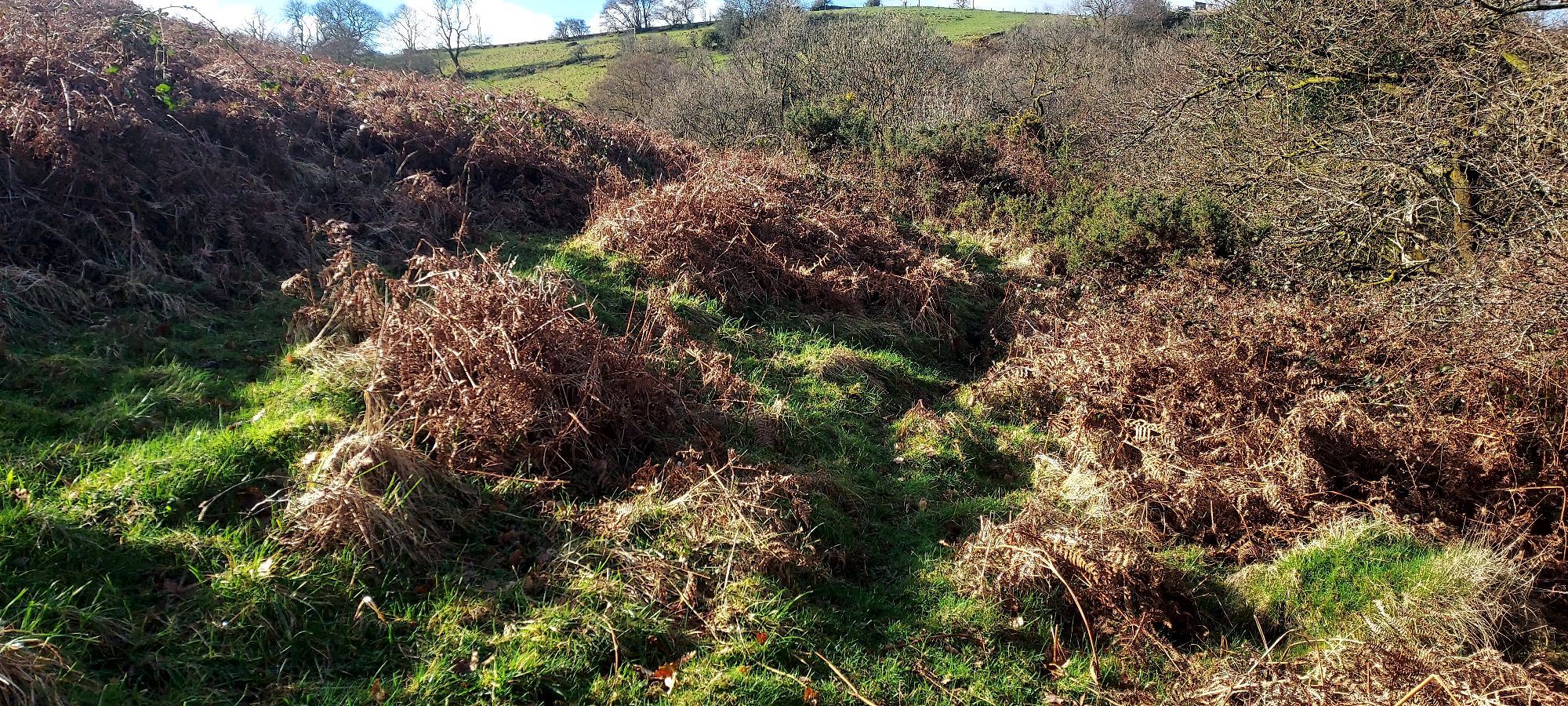Pathways through dry bracken on a hillside