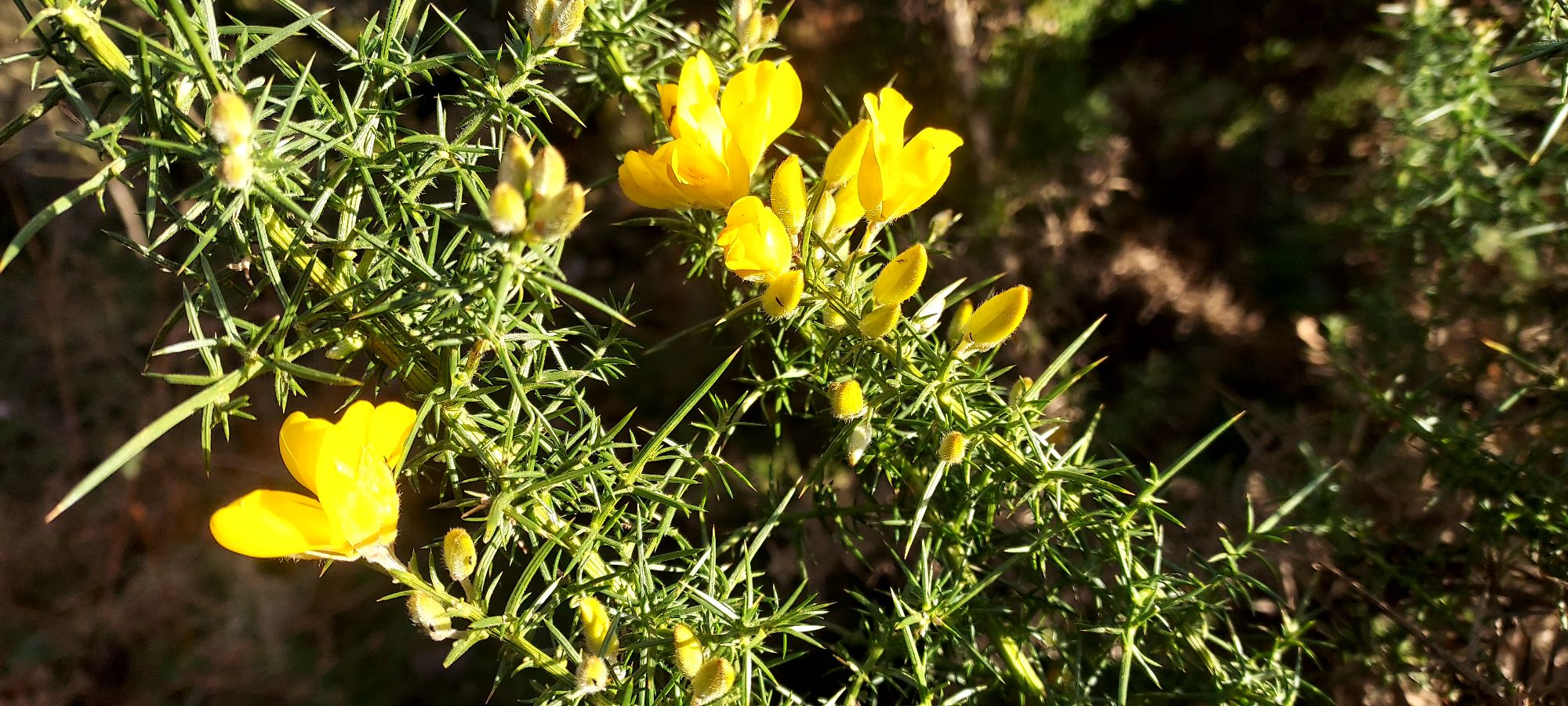 Gorse flowers in spring sunshine