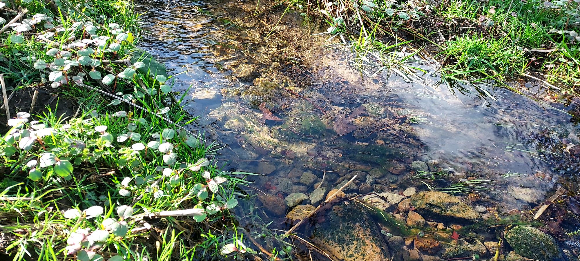Sunlight reflecting in pebbly mountain stream in springtime