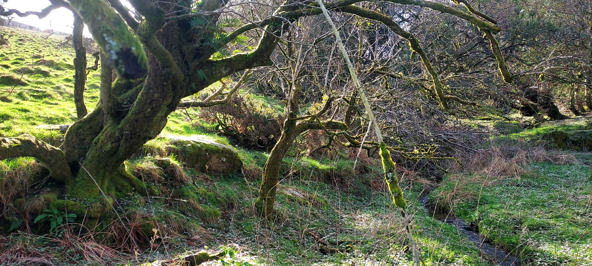 Spring hillside with stream and sunlit tree trunk