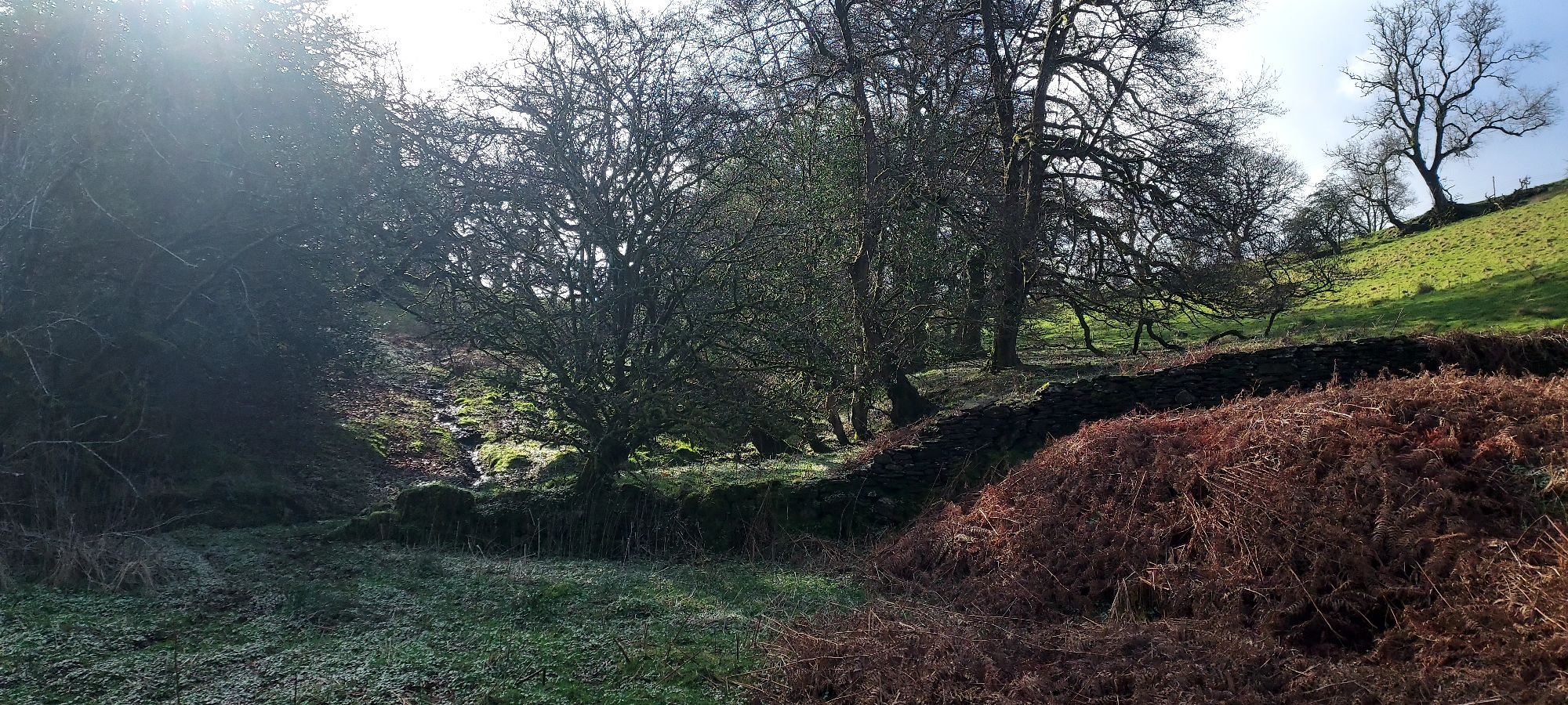Spring hillside with rambling dry stone wall