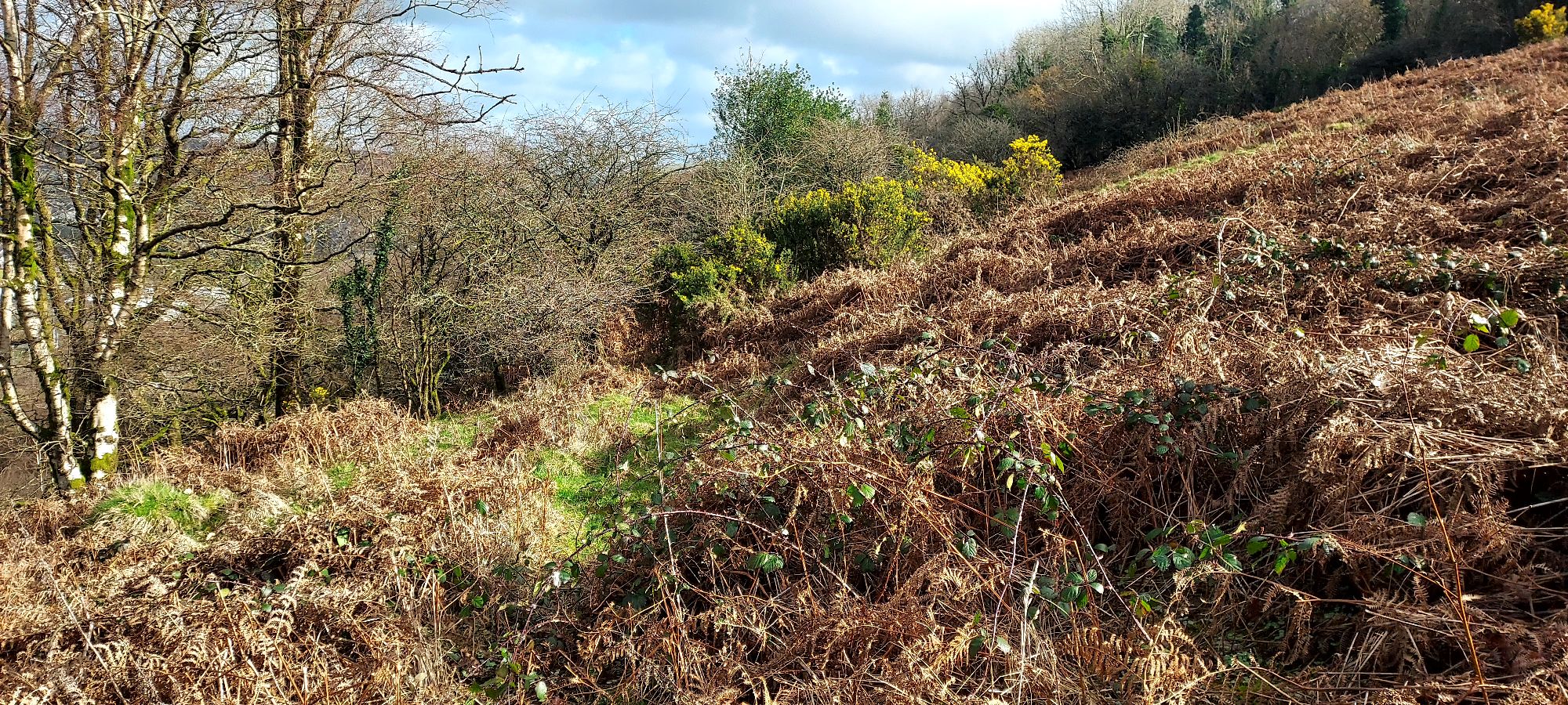 Grassy pathway through sunlit bracken covered hillside
